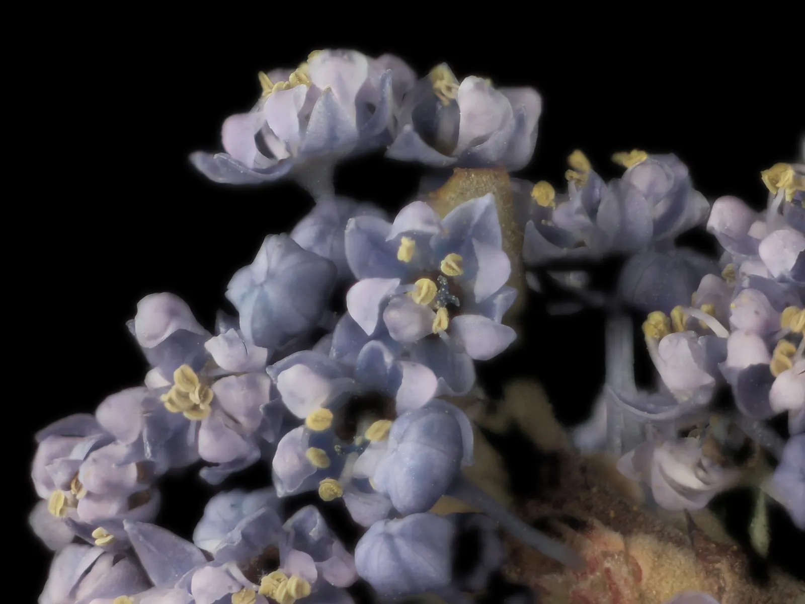 Hearst's Ceanothus (Ceanothus Hearstiorum) — Hearst's Ceanothus (Ceanothus hearstiorum) is a rare, evergreen shrub native to California's coast