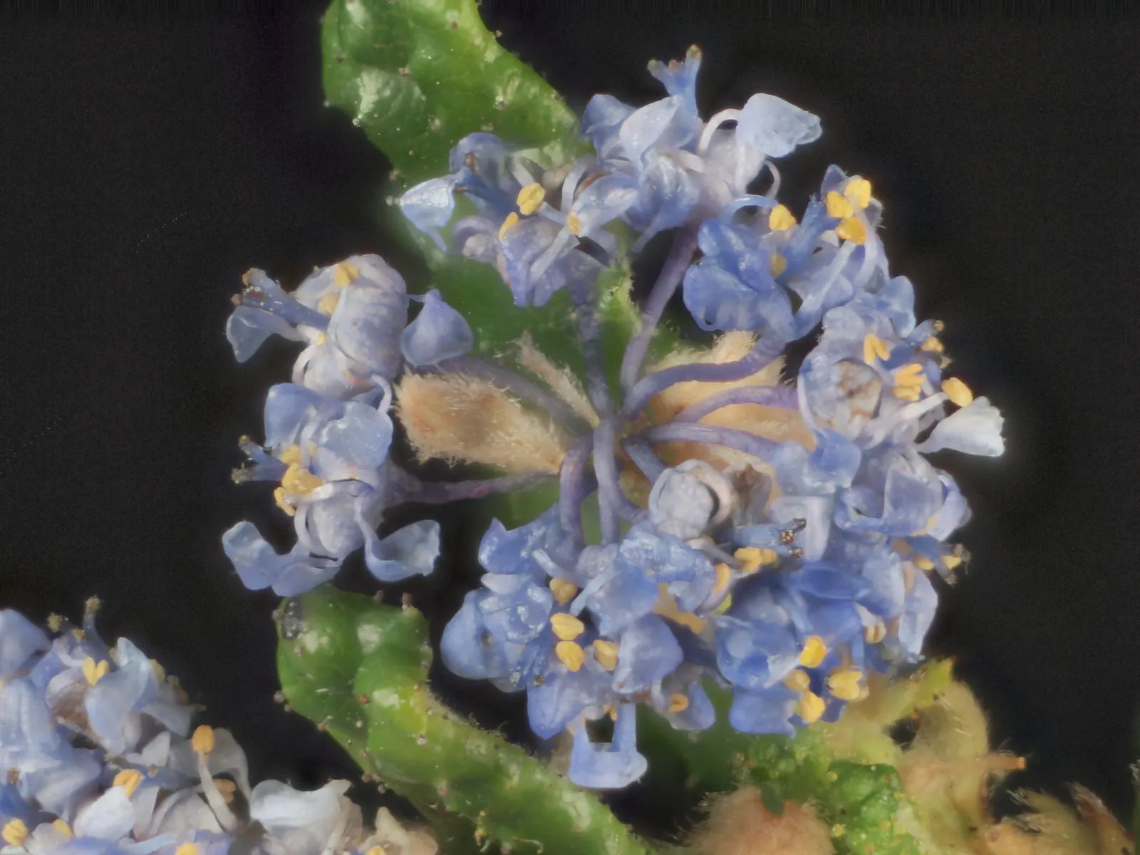 Hearst's Ceanothus (Ceanothus Hearstiorum) — consider its water-efficient qualities and vibrant floral display