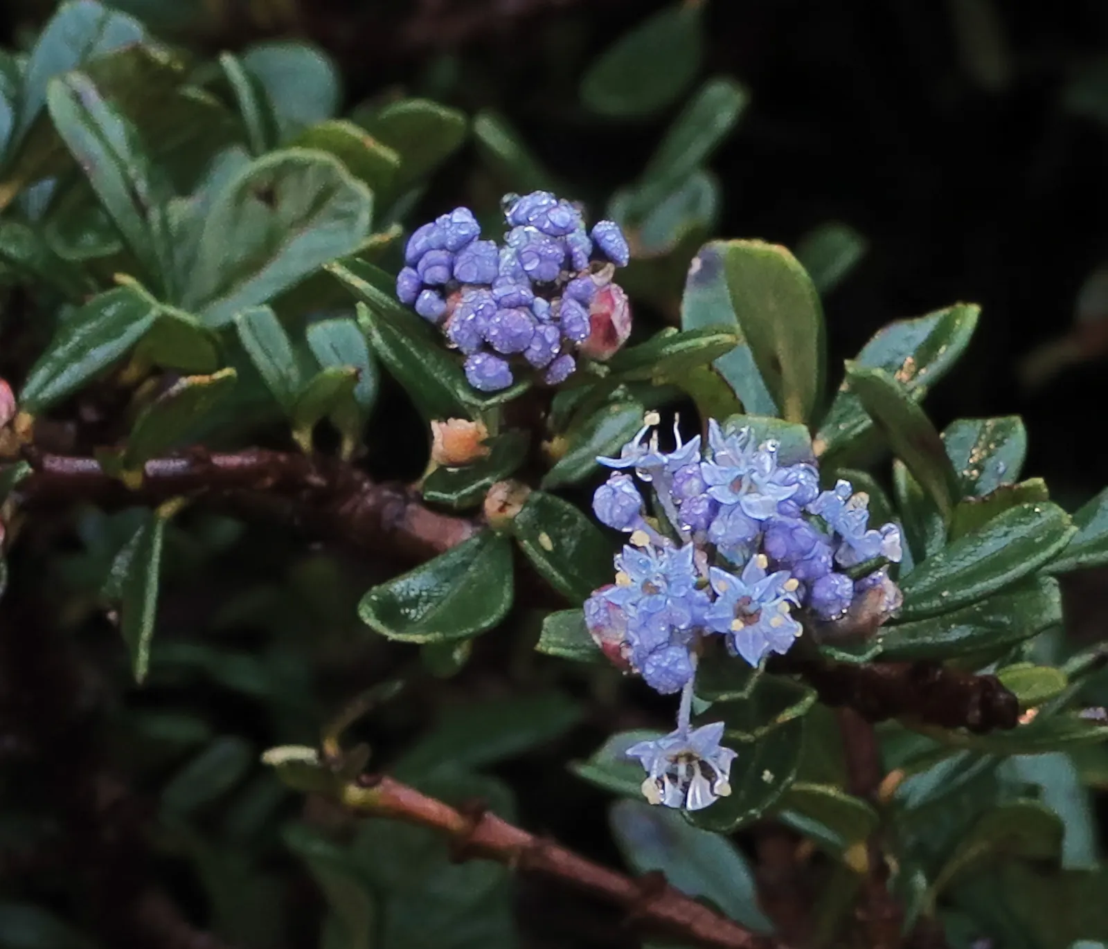 Hearst's Ceanothus (Ceanothus Hearstiorum) — positioned to receive full sun to partial shade