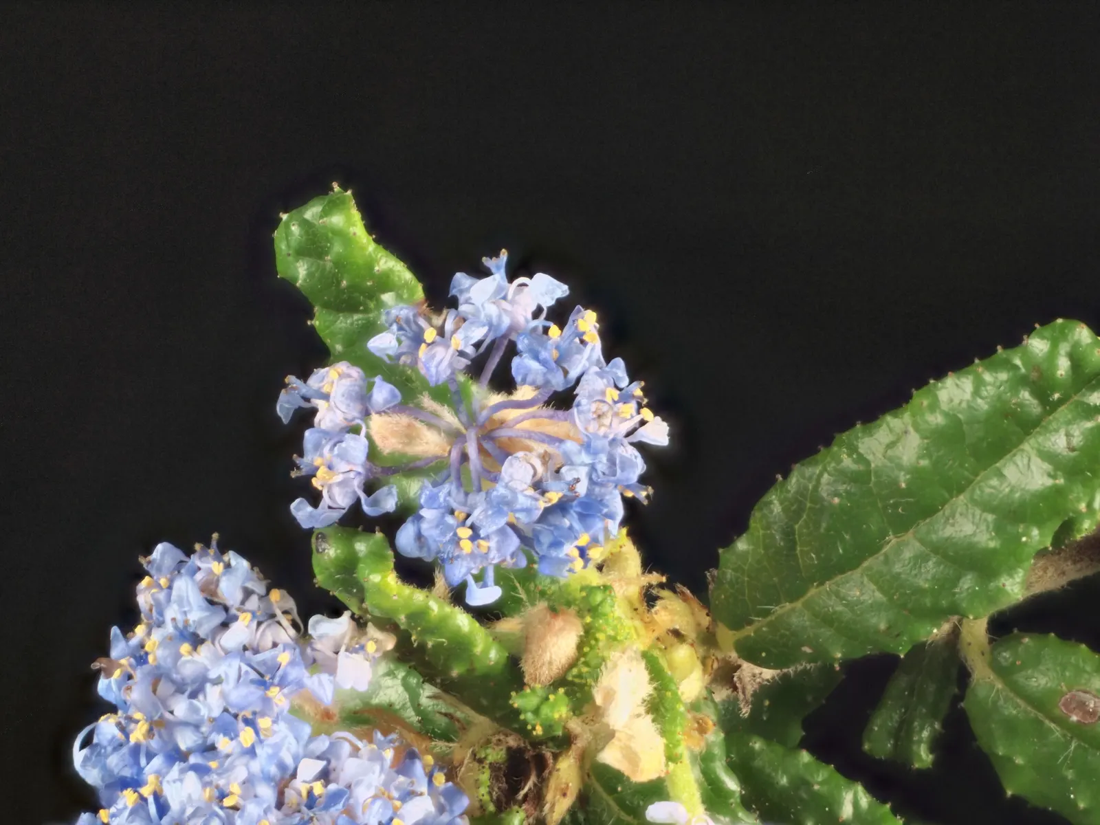 Hearst's Ceanothus (Ceanothus Hearstiorum) — Minimal maintenance is required; however
