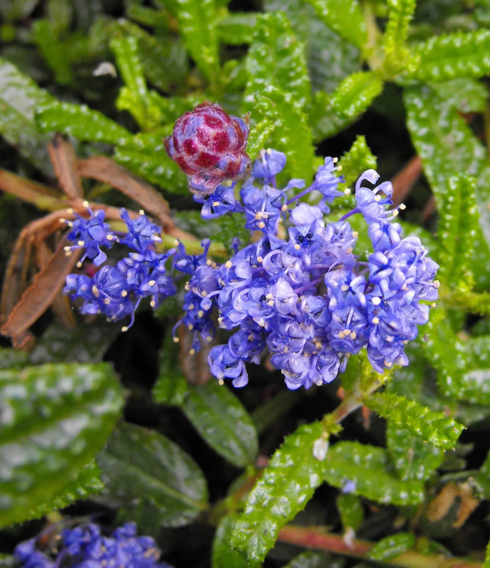 Hearst's Ceanothus (Ceanothus Hearstiorum) — Drought-tolerant once established, it's ideal for low-maintenance and water-wise landscapes