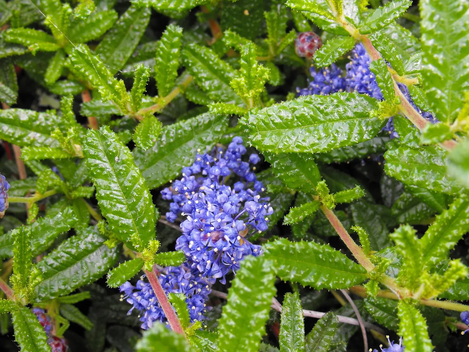 Hearst's Ceanothus (Ceanothus Hearstiorum) — Suited for USDA zones 8-10, it thrives in full sun with well-drained soil
