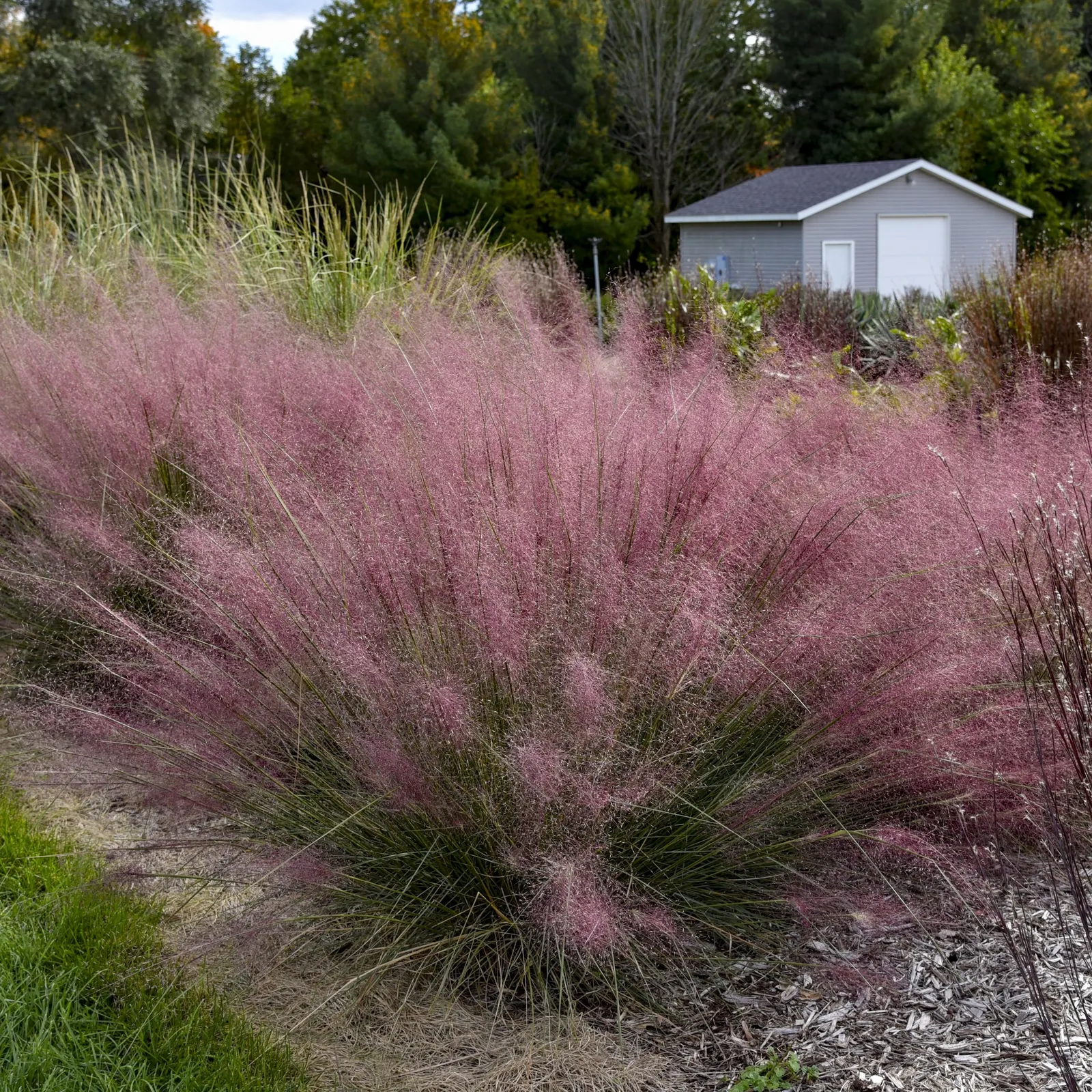 'Candy Floss' Pink Muhly Grass (Muhlenbergia capillaris) — information and resources