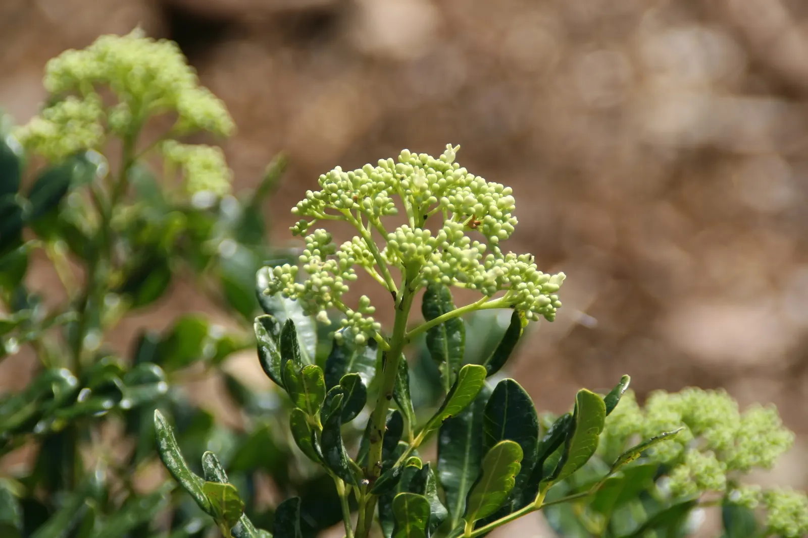 Devil's Walking Stick (Aralia Spinosa) — is a formidable and striking specimen renowned for its commanding presence; bloom and attract pollinators