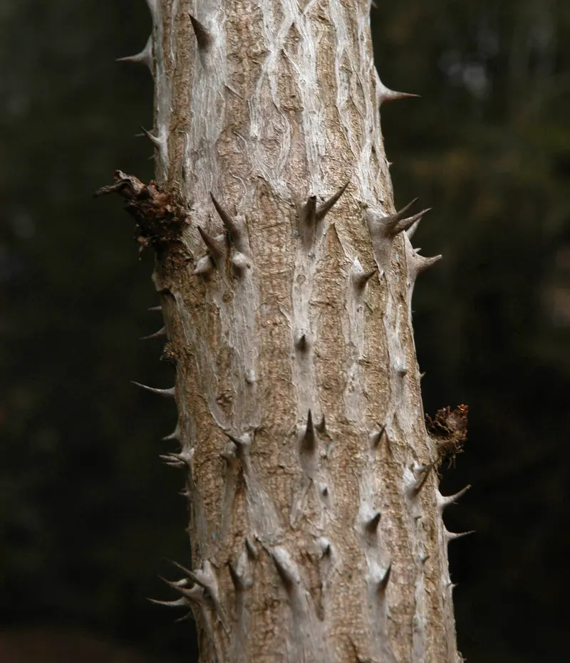 Devil's Walking Stick (Aralia Spinosa) — Aralia spinosa thrives in a variety of soil types