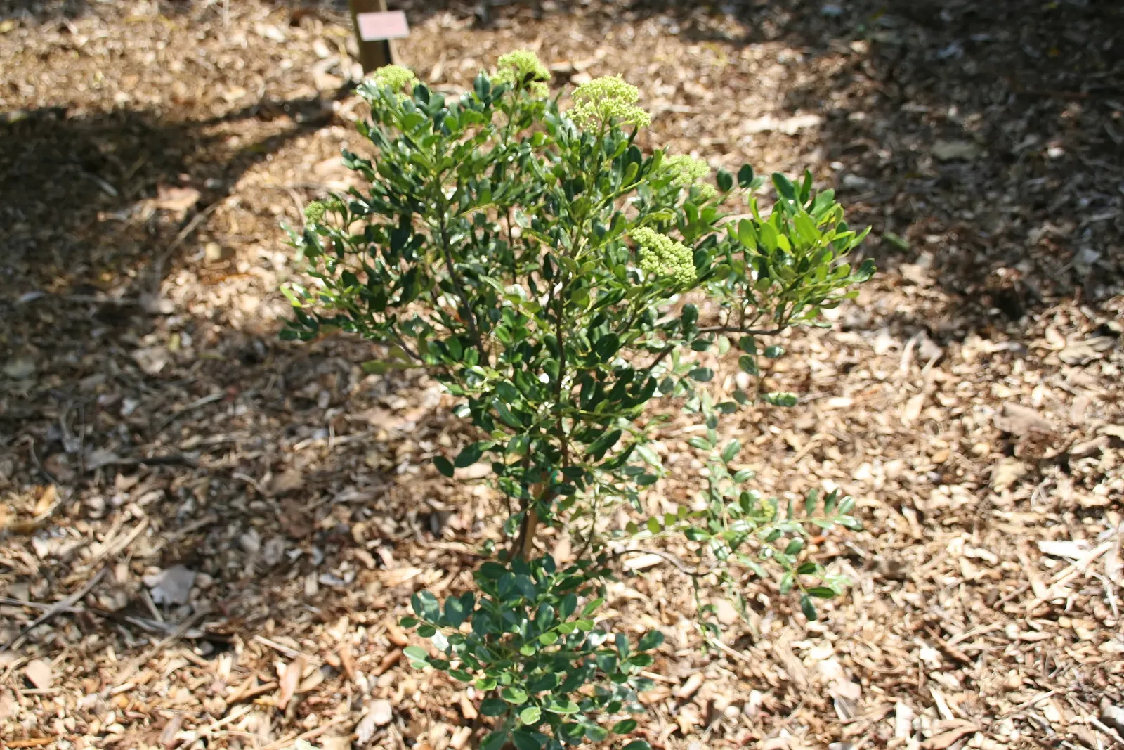 Devil's Walking Stick (Aralia Spinosa) — The Devil's Walking Stick can serve as a focal point or natural barrier; delivering an additional layer of defense as