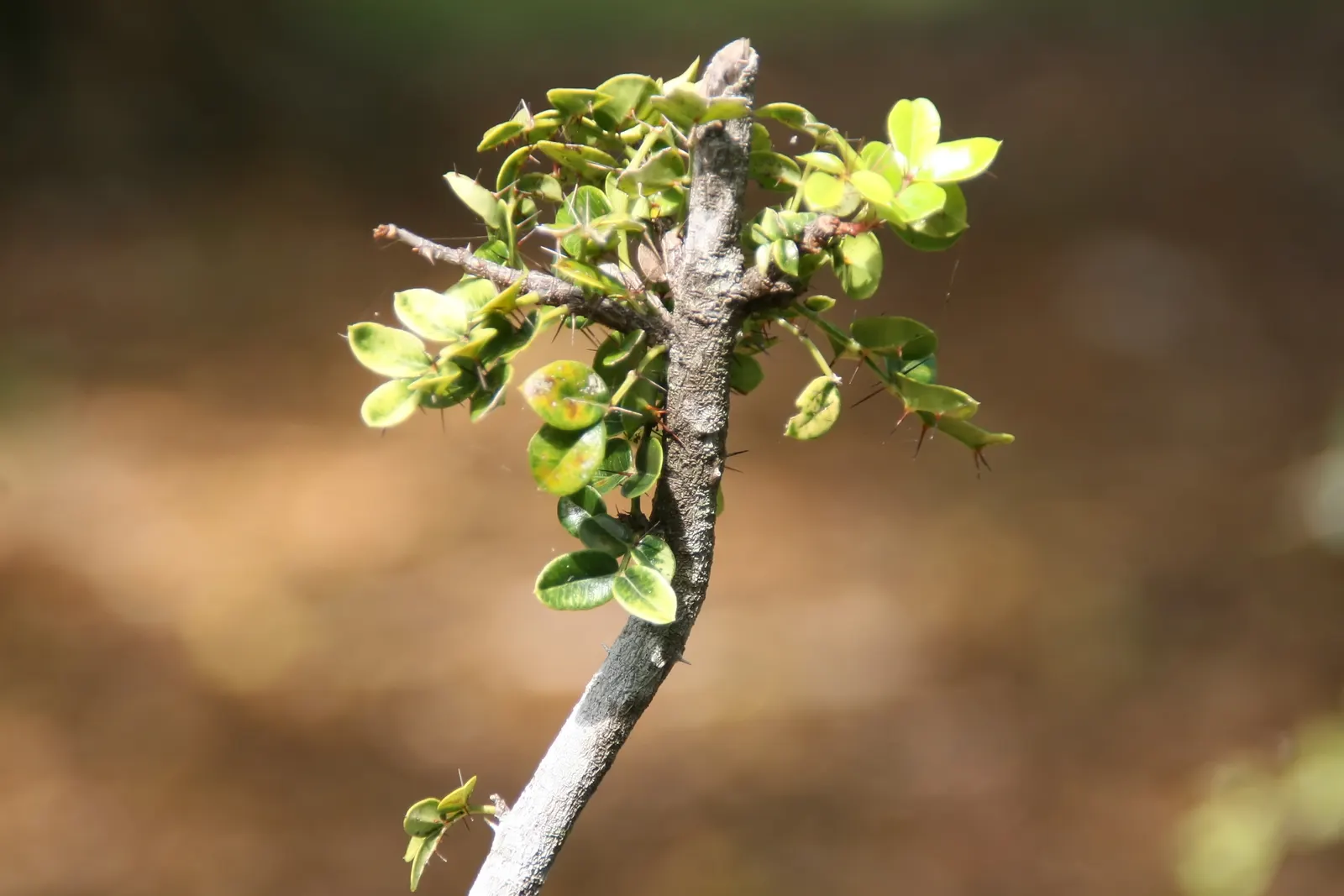 Devil's Walking Stick (Aralia Spinosa) — reaching up to 15-25 feet tall; fertile ground with adequate drainage and partial to full sun exposure