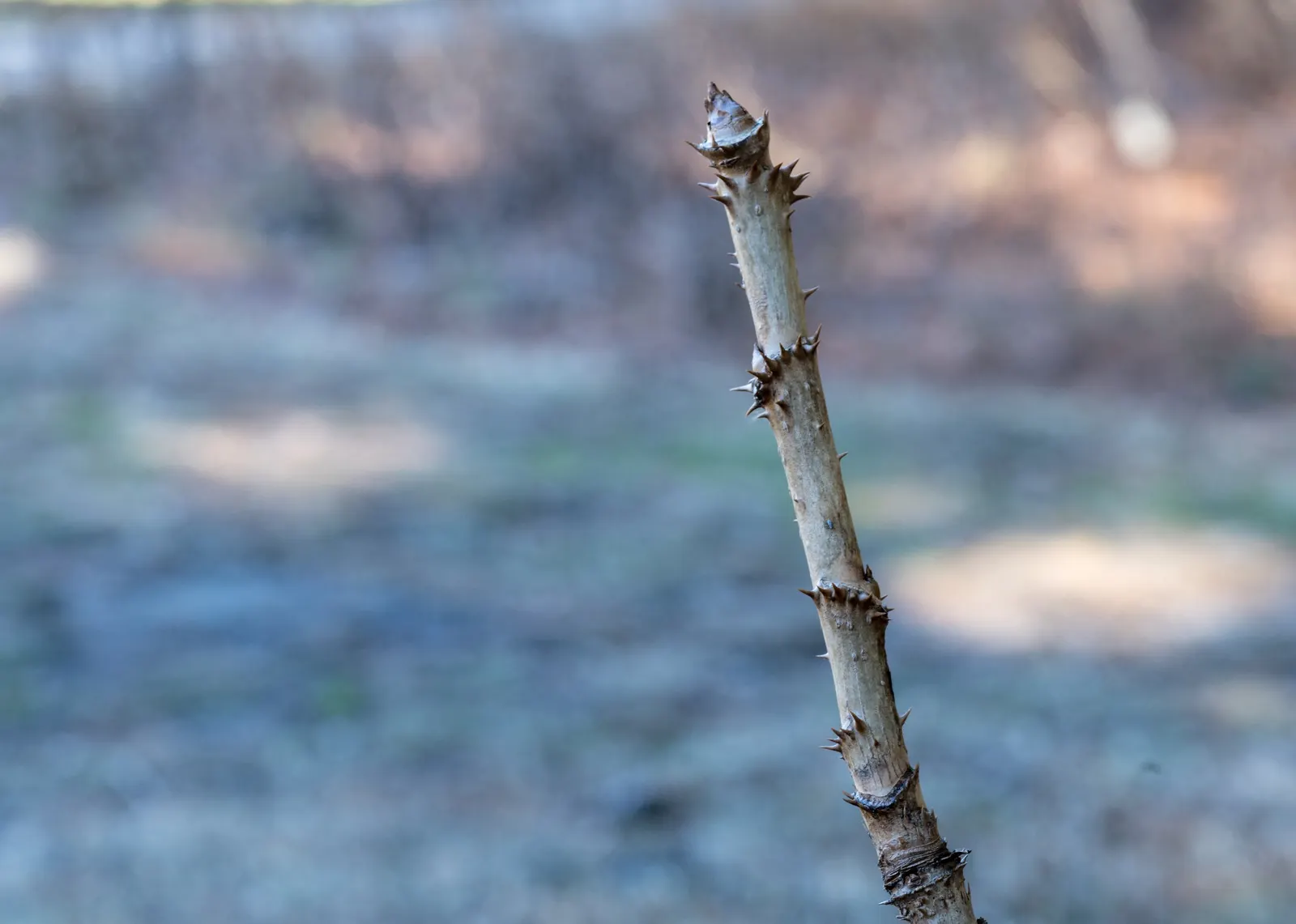 Devil's Walking Stick (Aralia Spinosa) — and airy clusters of white flowers that turn into purplish-black berries; shrub with white blooms, image 56