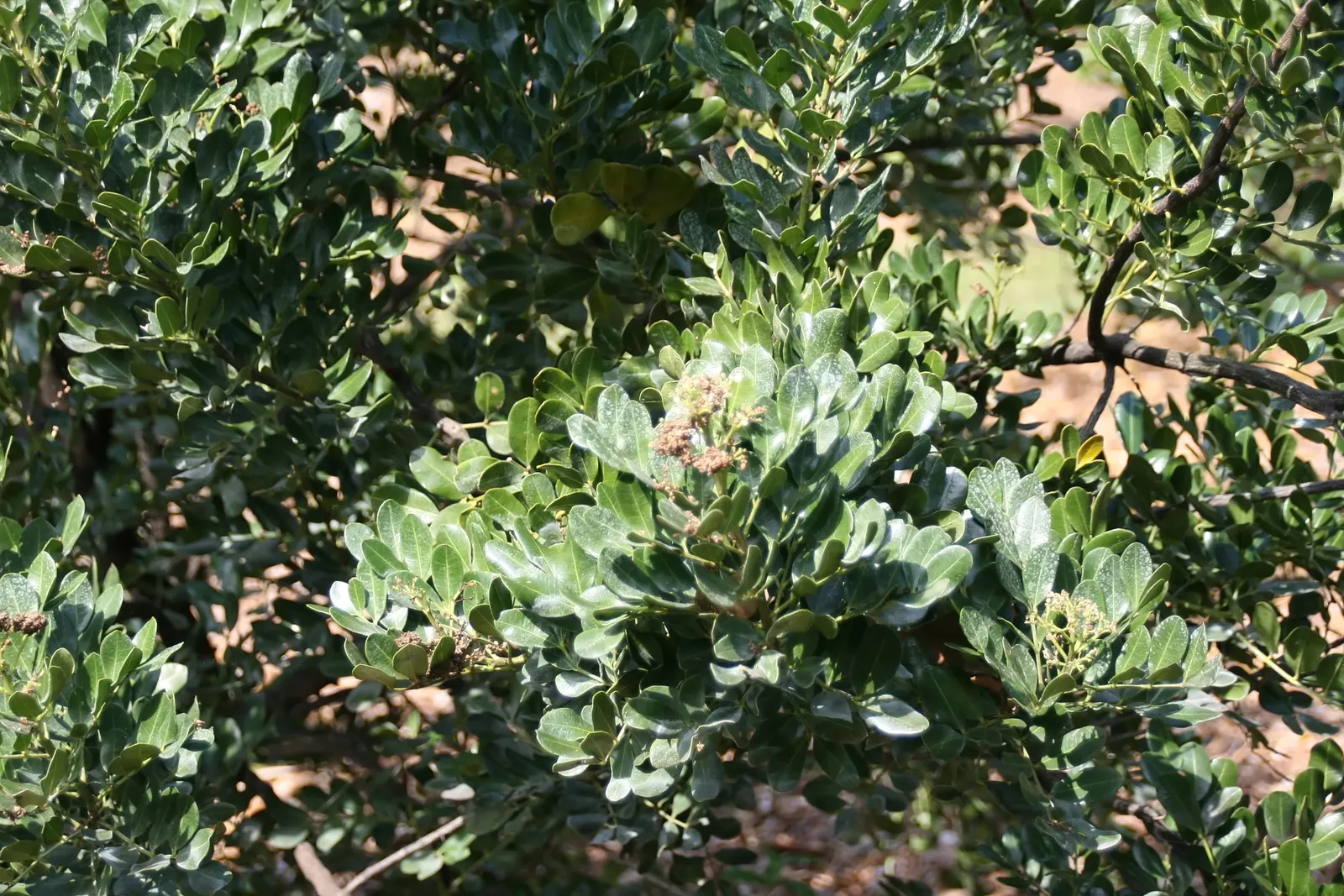 Devil's Walking Stick (Aralia Spinosa) — fertile ground with adequate drainage and partial to full sun exposure; the Devil's Walking Stick can serve as a focal
