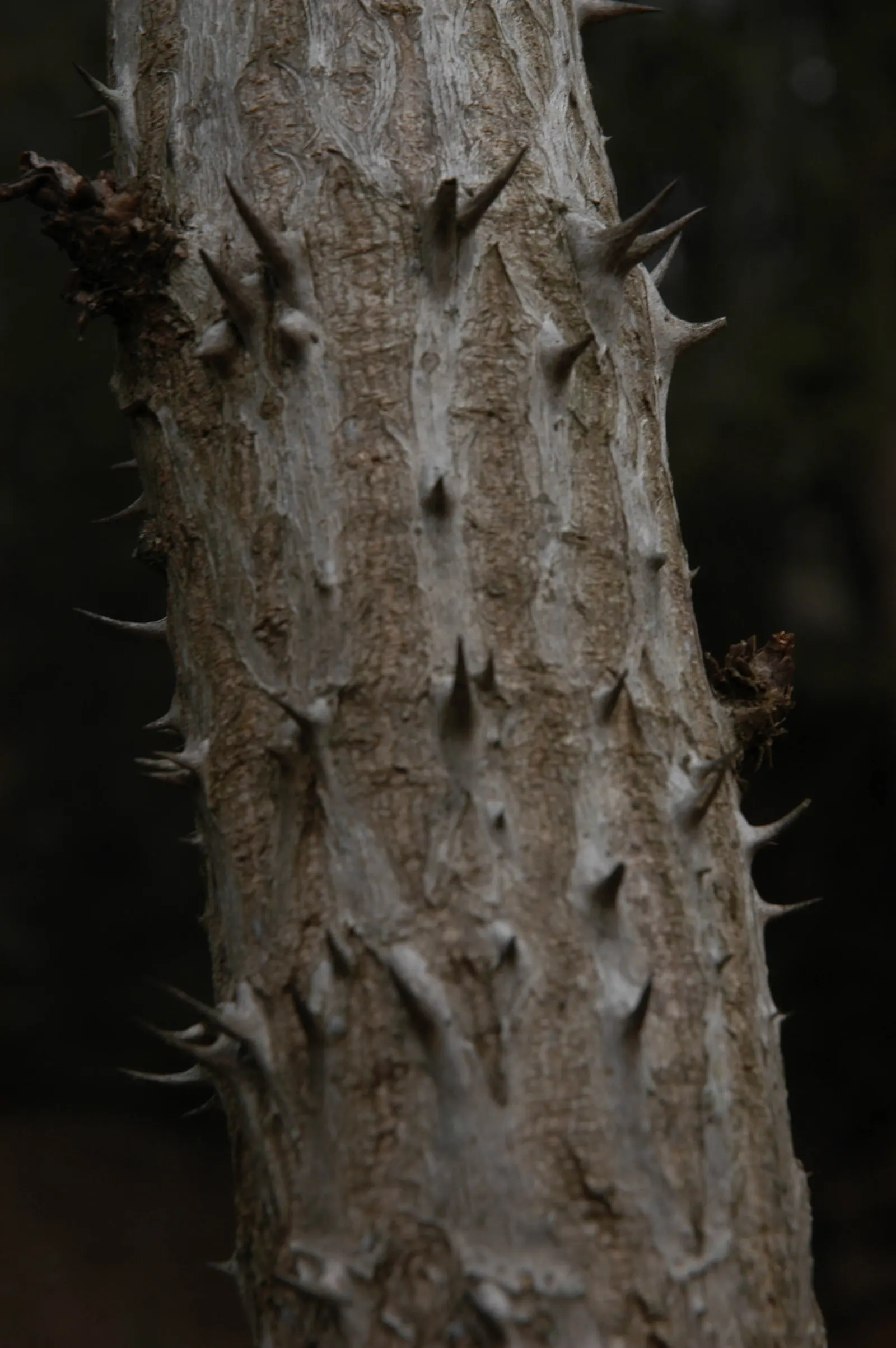 Devil's Walking Stick (Aralia Spinosa) — the Devil's Walking Stick impresses with large compound leaves