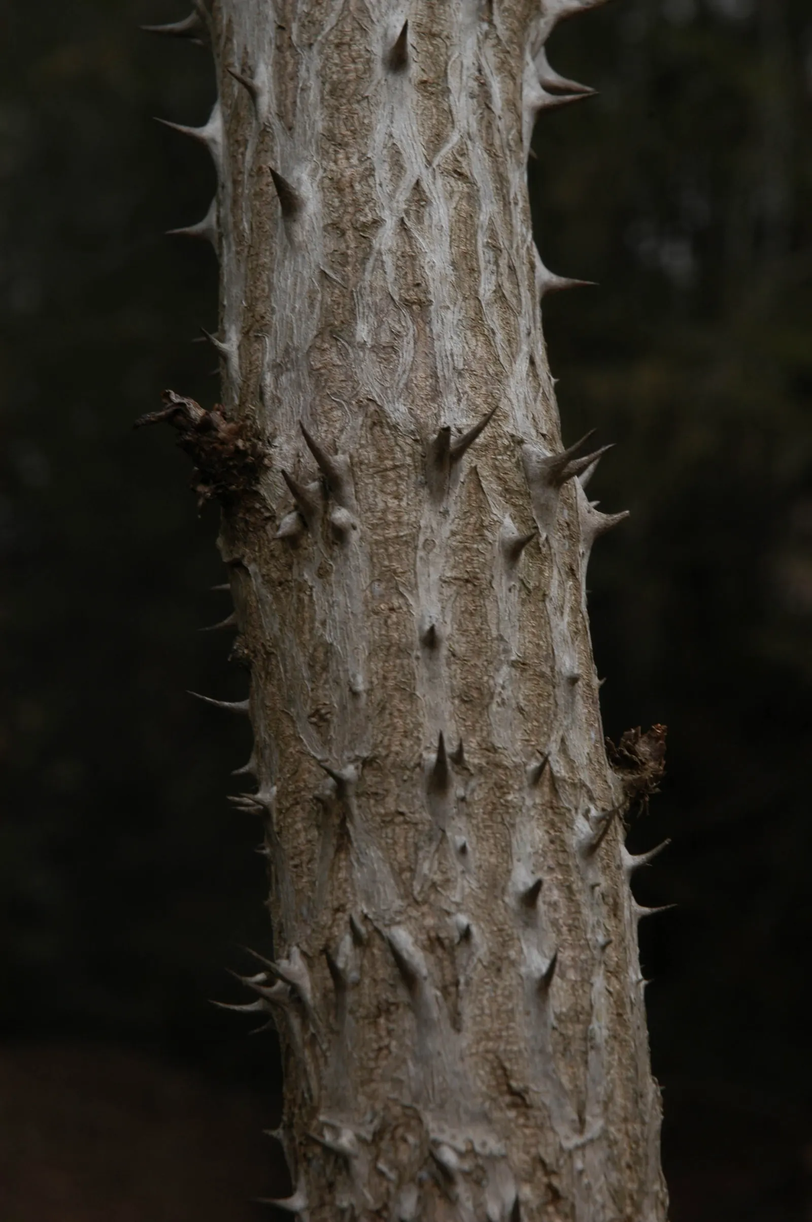 Devil's Walking Stick (Aralia Spinosa) — Umbrella-like clusters of small white flowers