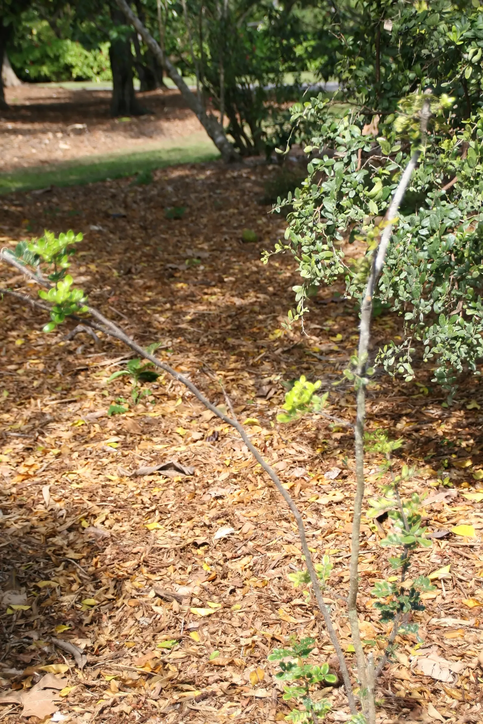 Devil's Walking Stick (Aralia Spinosa) — reaching up to 15-25 feet tall