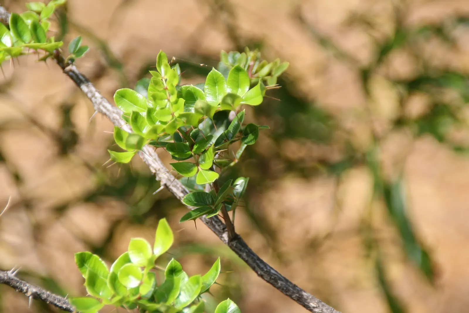 Devil's Walking Stick (Aralia Spinosa) — infusing landscapes with a touch of the wild and wonderful