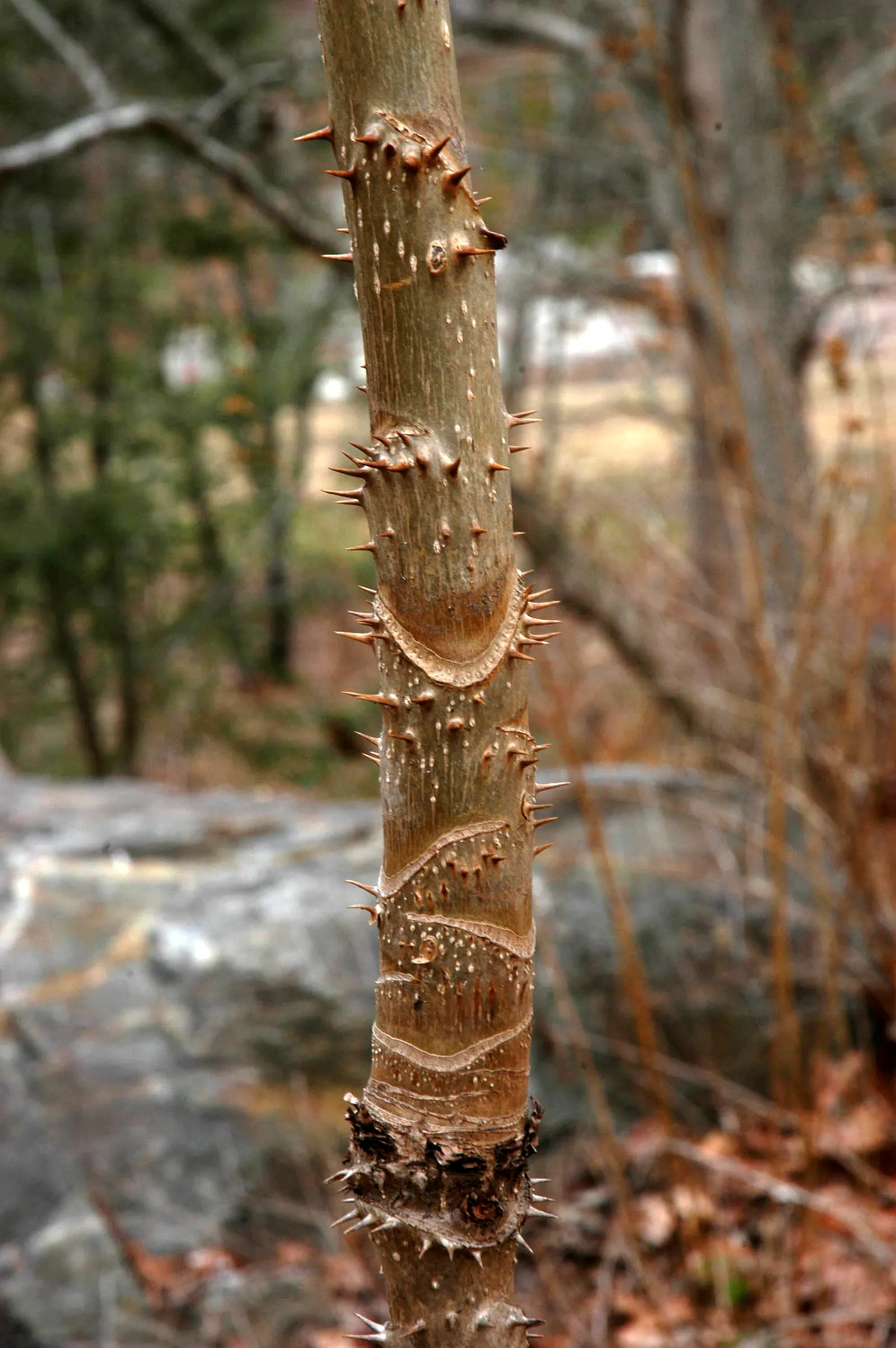 Devil's Walking Stick (Aralia Spinosa) — delivering an additional layer of defense as well as visual intrigue