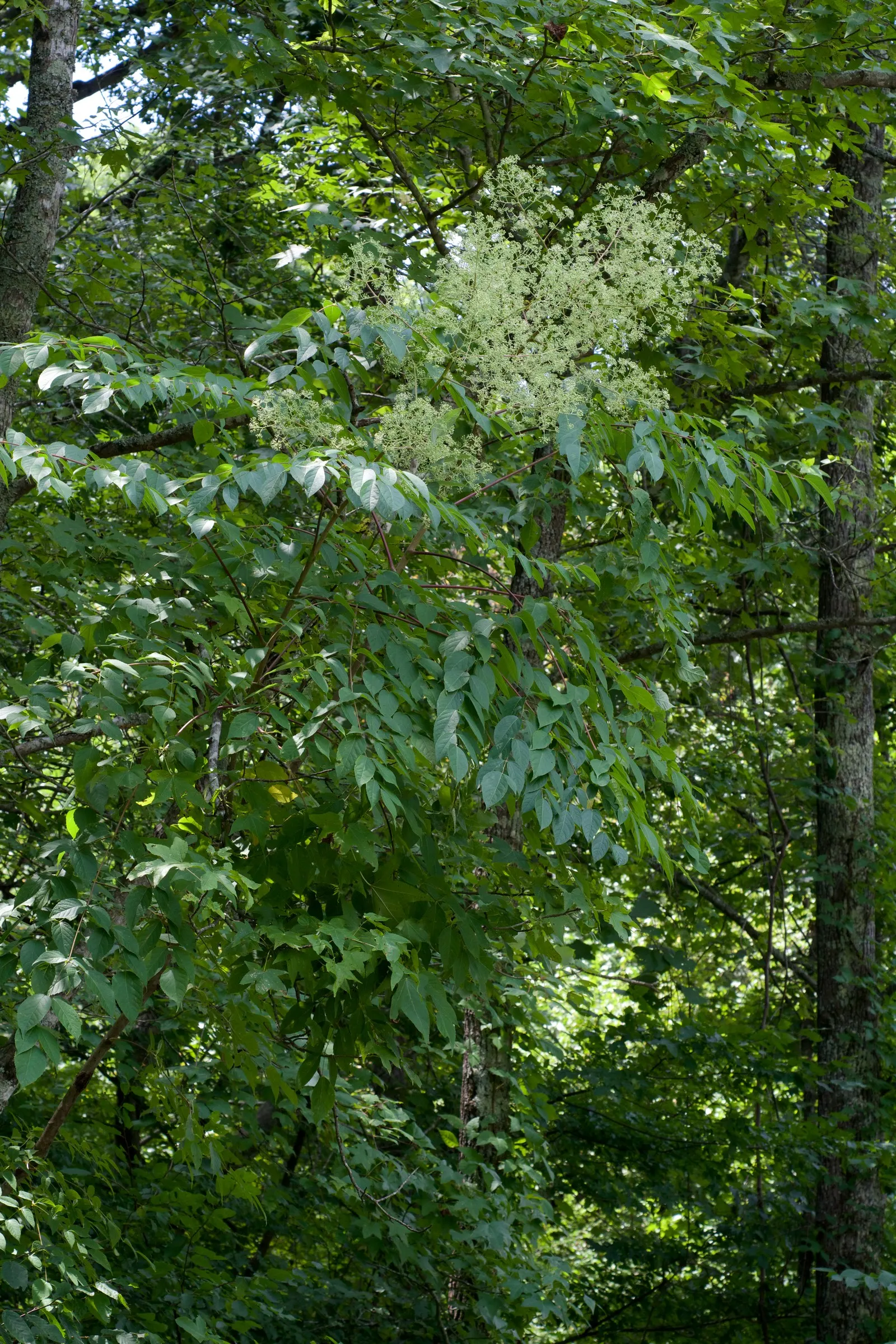 Devil's Walking Stick (Aralia Spinosa) — and airy clusters of white flowers that turn into purplish-black berries