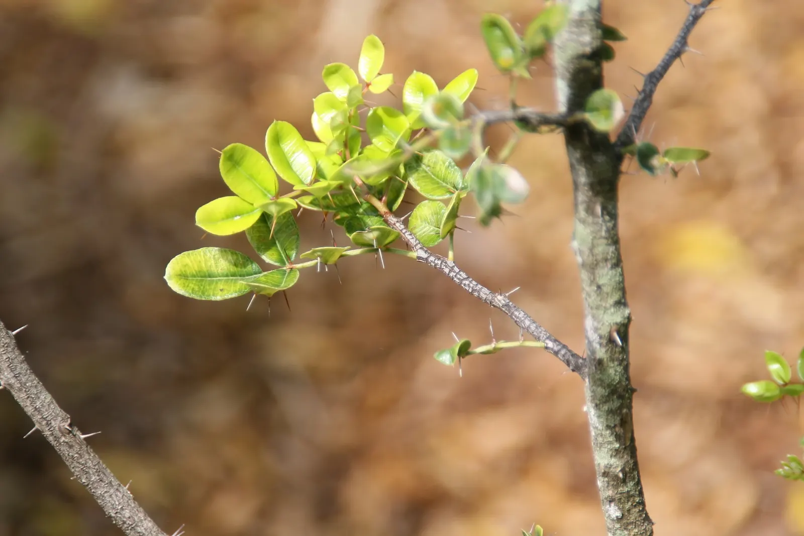 Devil's Walking Stick (Aralia Spinosa) — which can span an astounding 2 to 4 feet in length