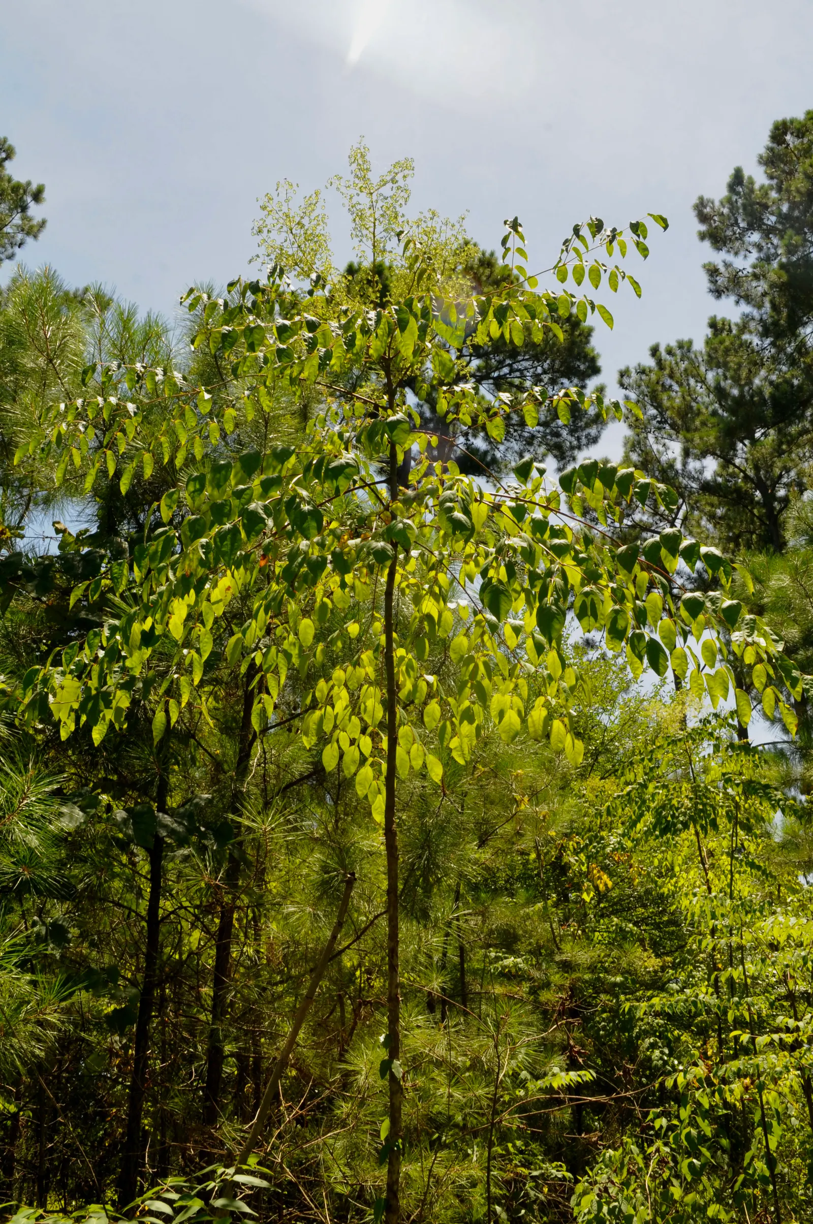 Devil's Walking Stick (Aralia Spinosa) — The Devil's Walking Stick can serve as a focal point or natural barrier