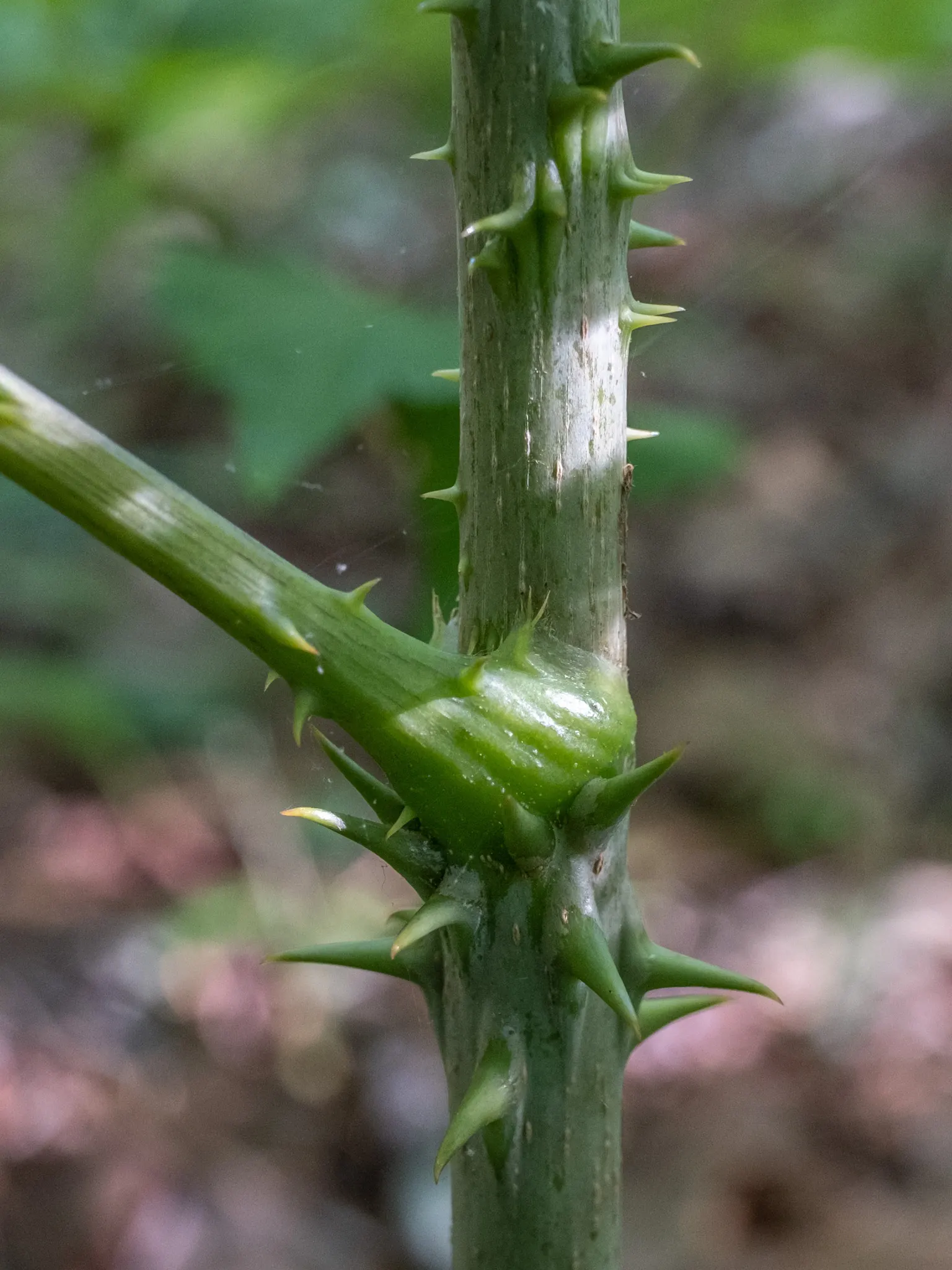 Devil's Walking Stick (Aralia Spinosa) — exotic look to the landscape