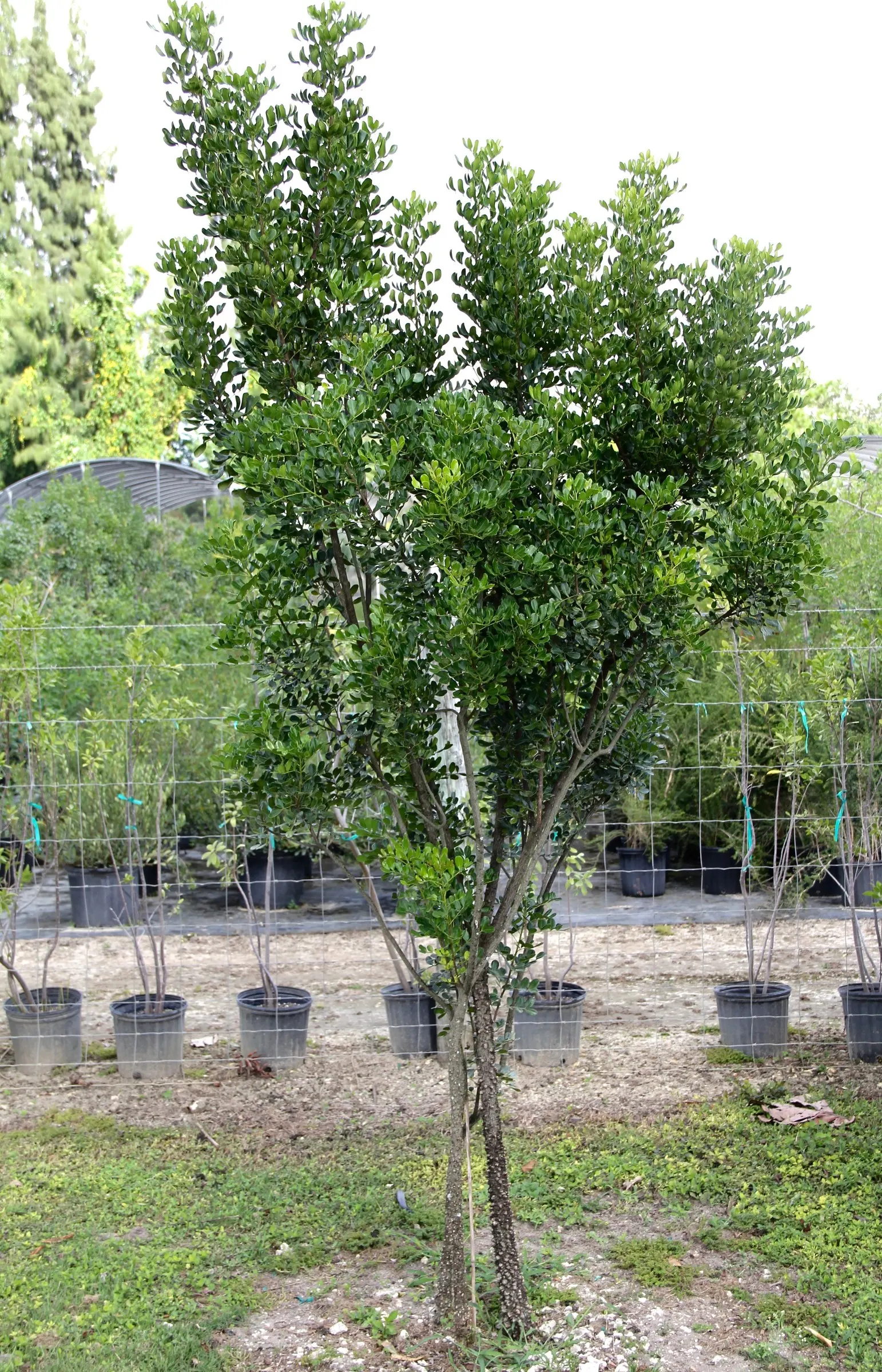Devil's Walking Stick (Aralia Spinosa) — Known for its menacing thorns