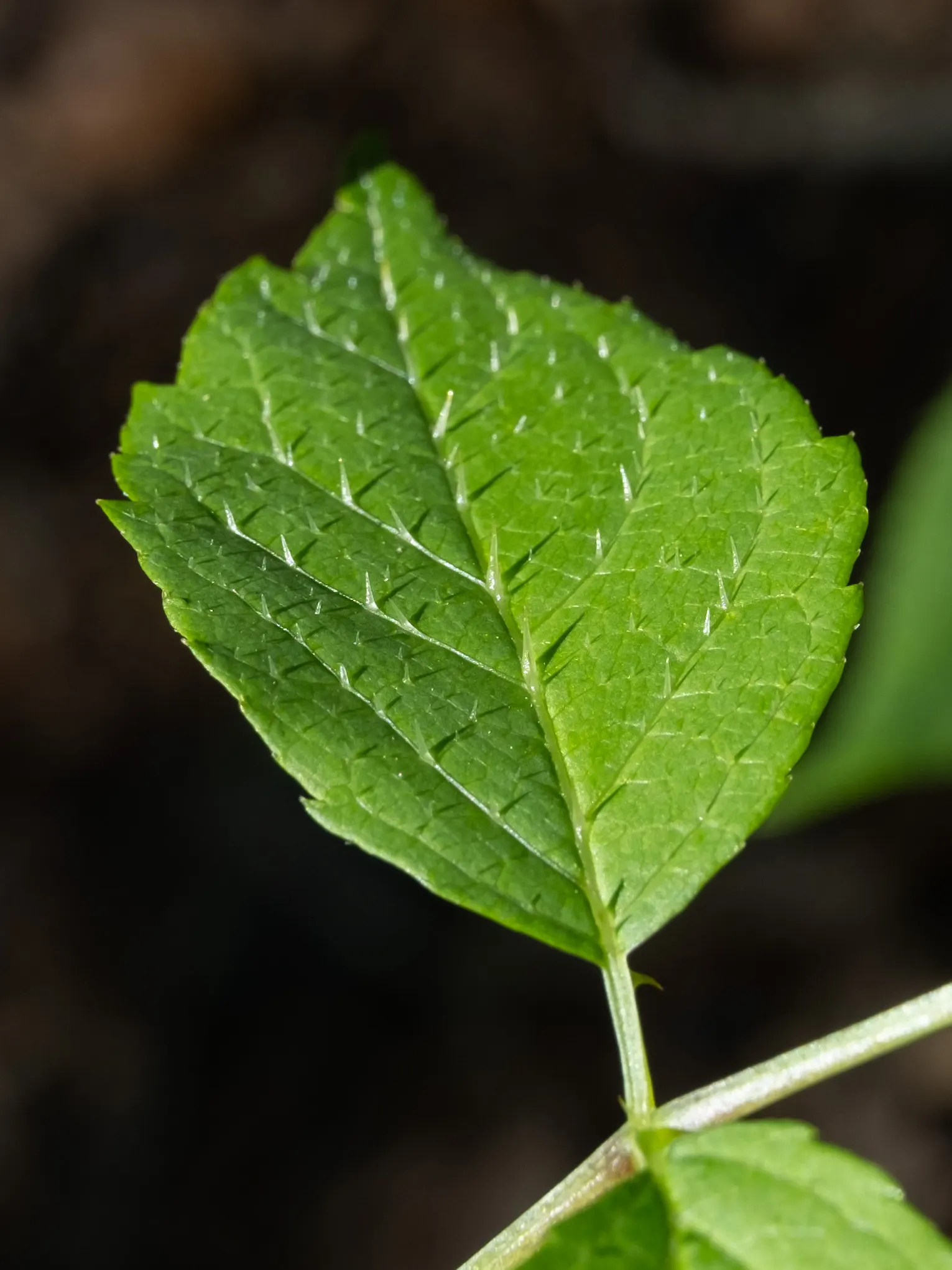 Devil's Walking Stick (Aralia Spinosa) — preferably away from high-traffic pedestrian areas.<br><br>In late summer