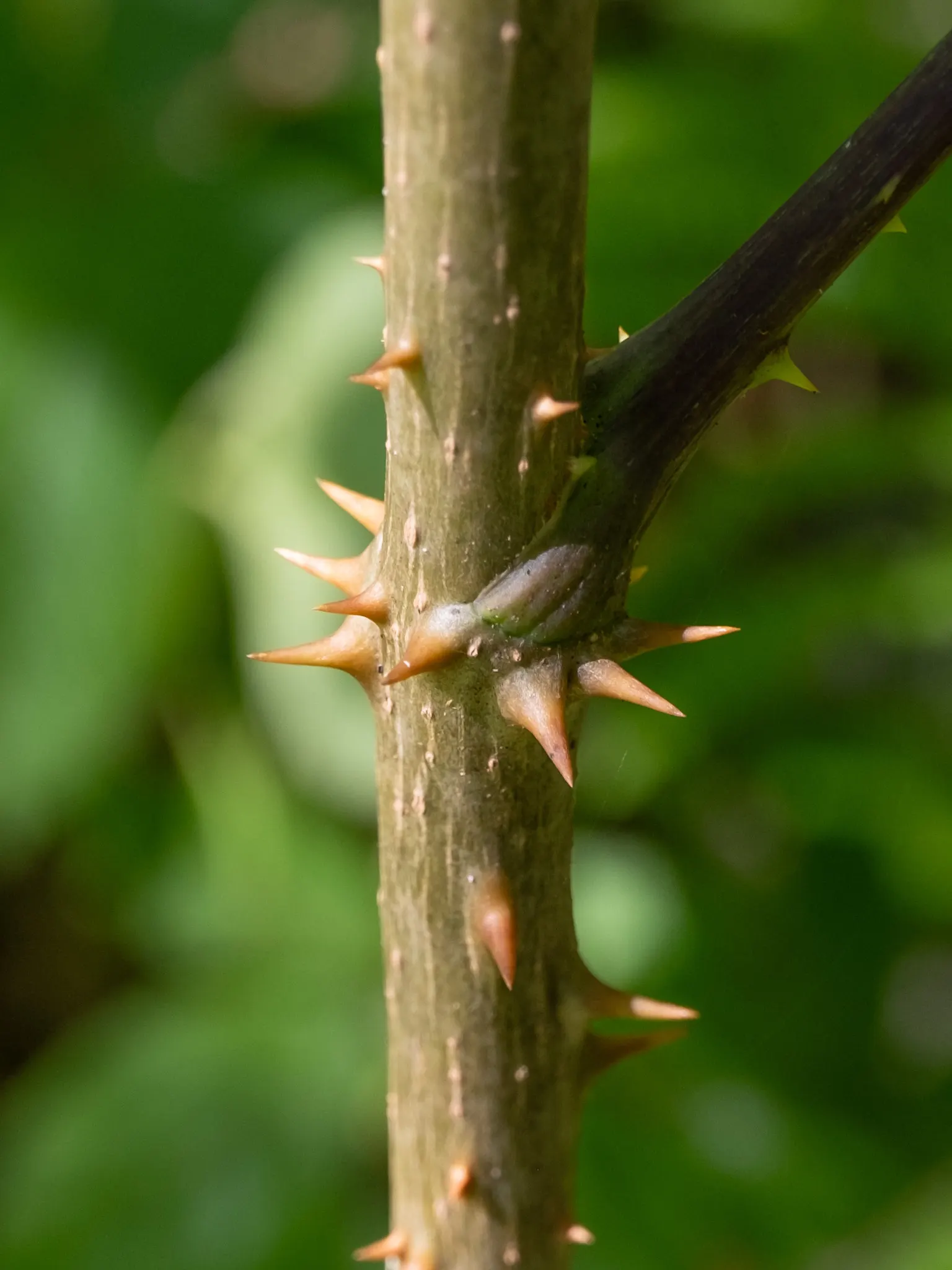 Devil's Walking Stick (Aralia Spinosa) — Devil's Walking Stick (Aralia spinosa) is a striking deciduous shrub or small tree; and airy clusters of, image 53