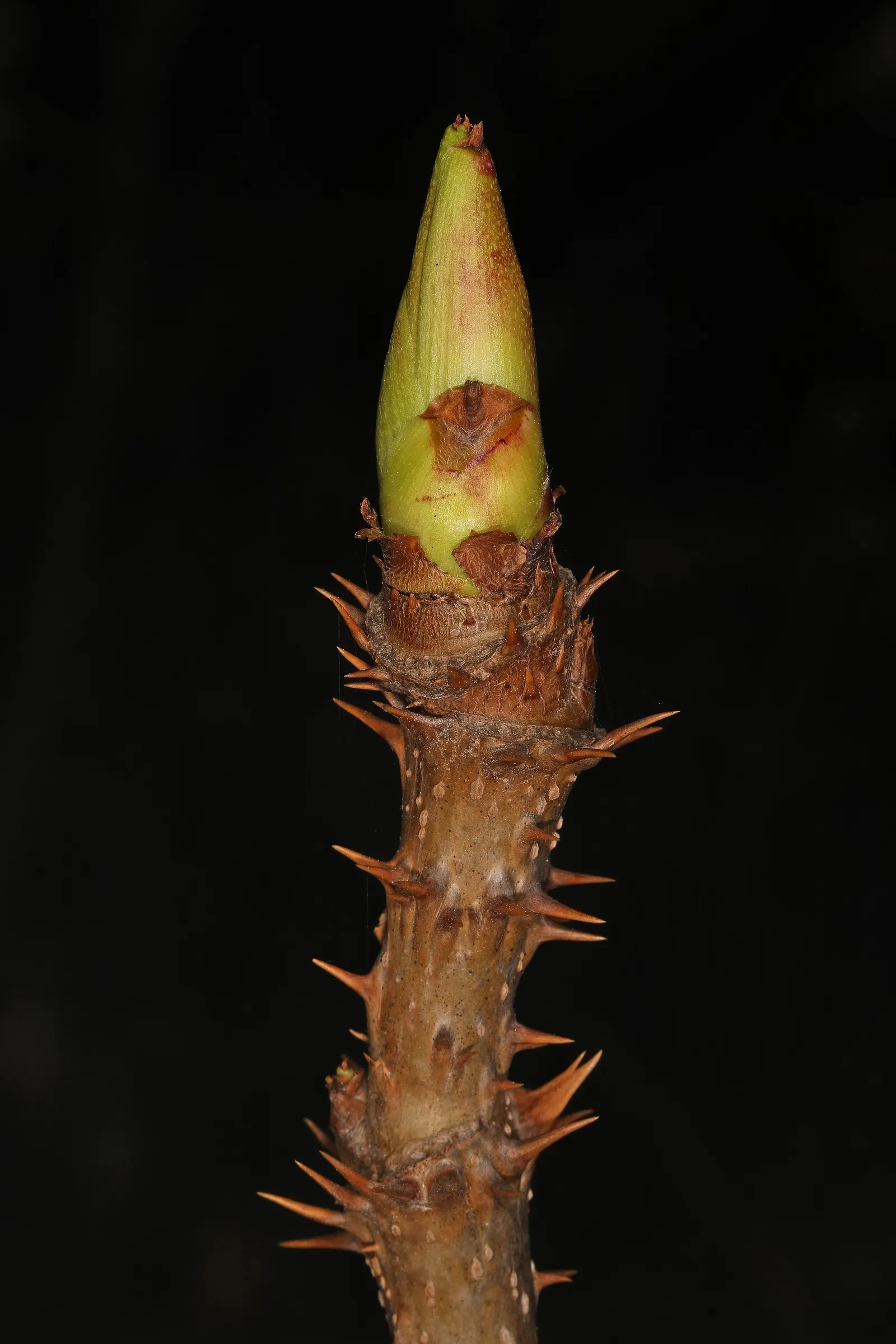 Devil's Walking Stick (Aralia Spinosa) — shrub with white blooms