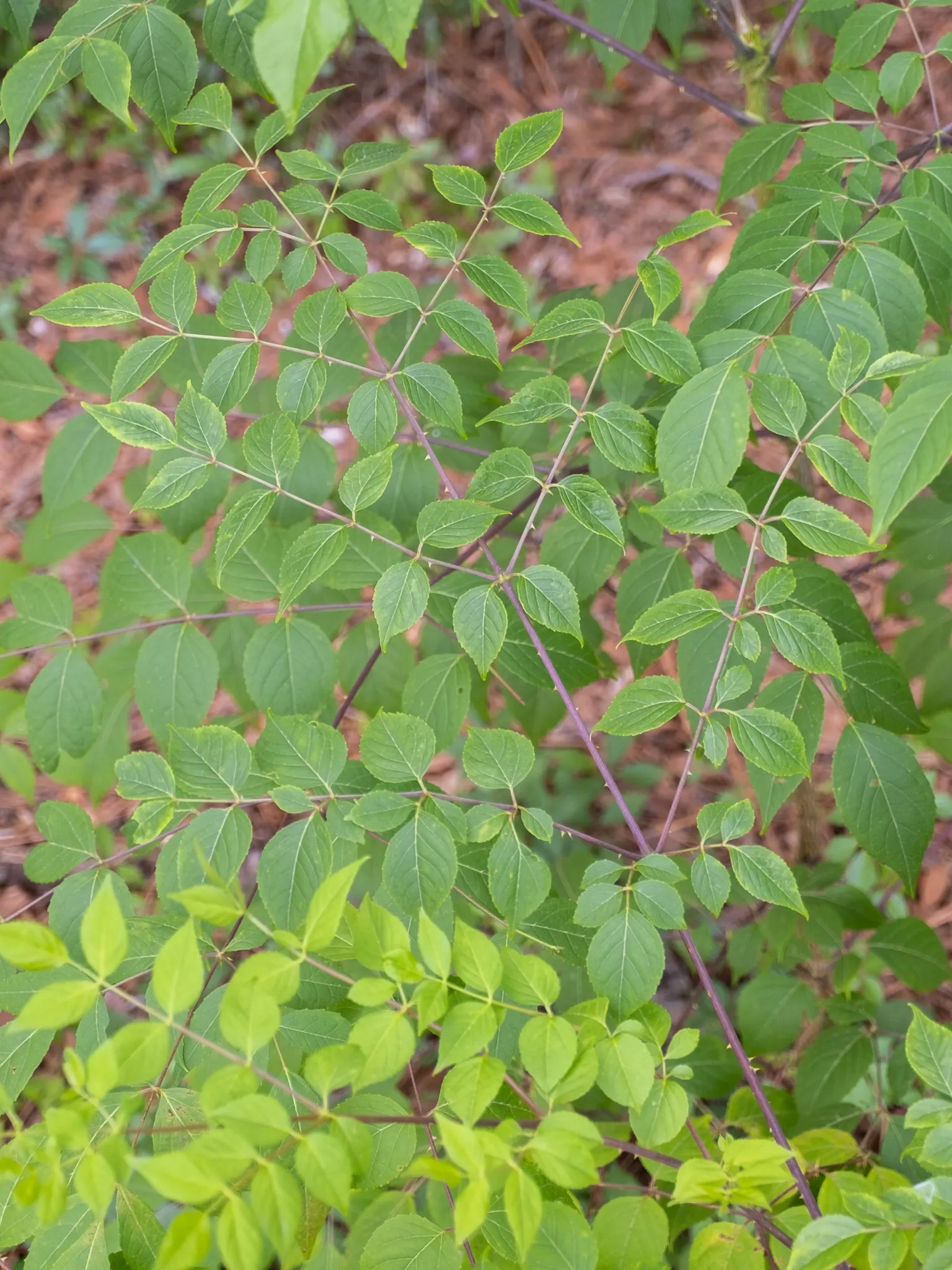 Devil's Walking Stick (Aralia Spinosa) — Offers dramatic texture and height, ideal as a focal point or natural screen
