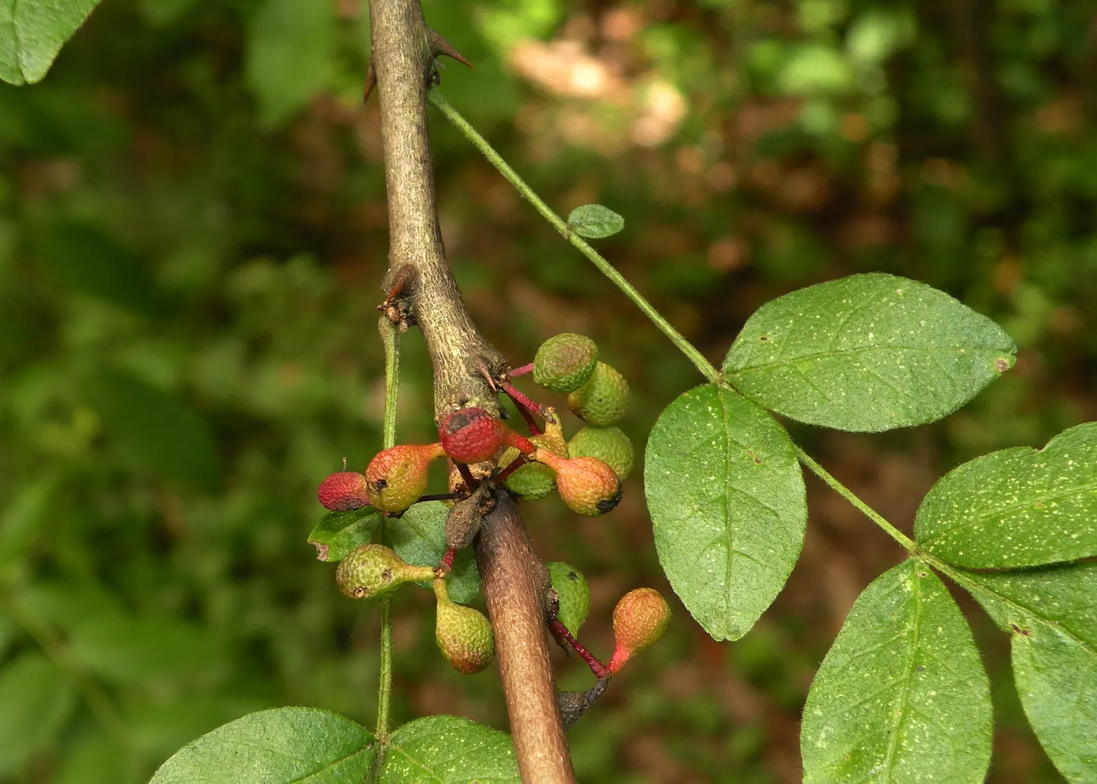 Devil's Walking Stick (Aralia Spinosa) — Its rapid growth and adaptability make it versatile for landscape use; known for its menacing thorns