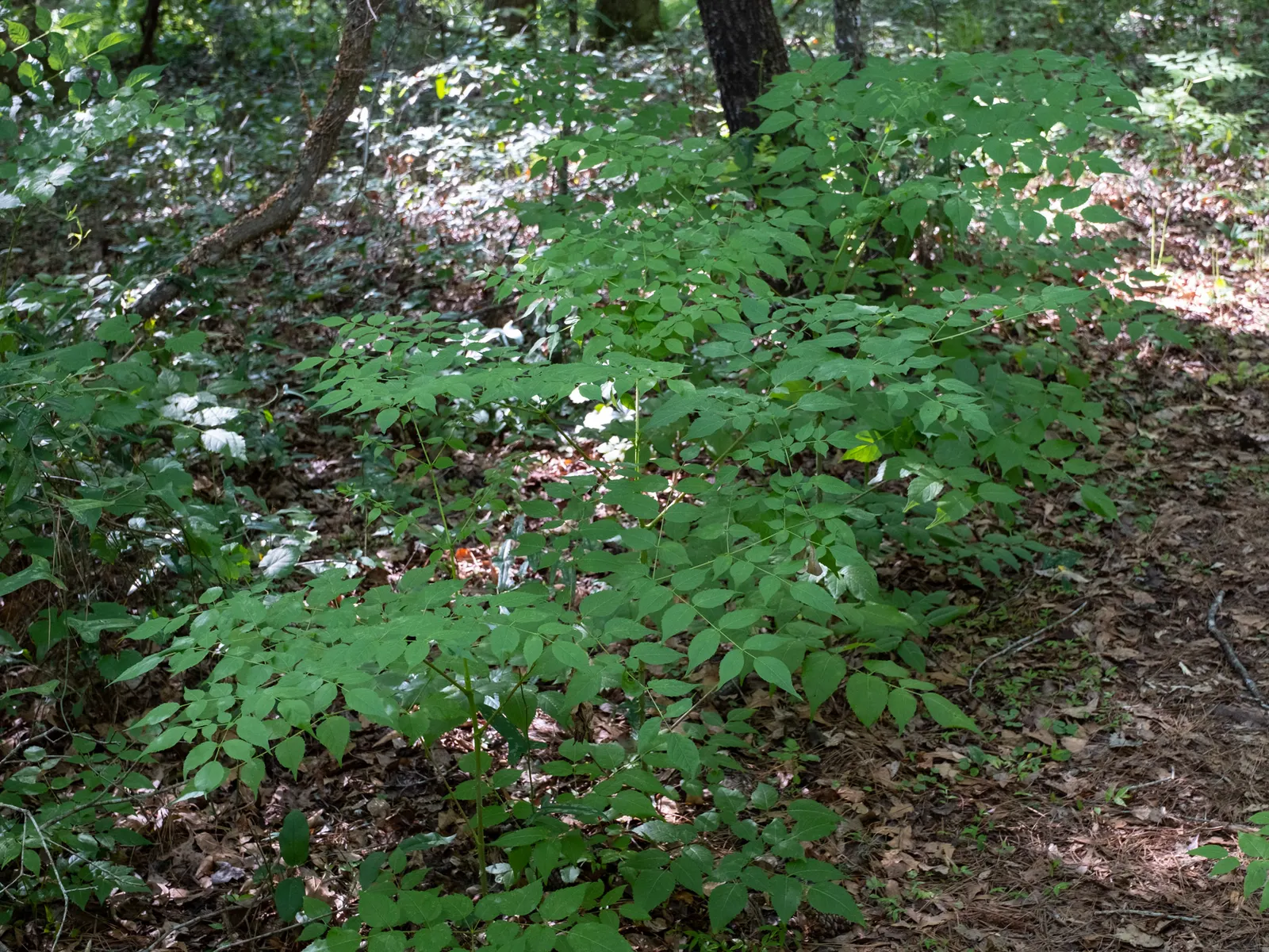 Devil's Walking Stick (Aralia Spinosa) — which can span an astounding 2 to 4 feet in length; thrives in well-drained soils with partial to full sun