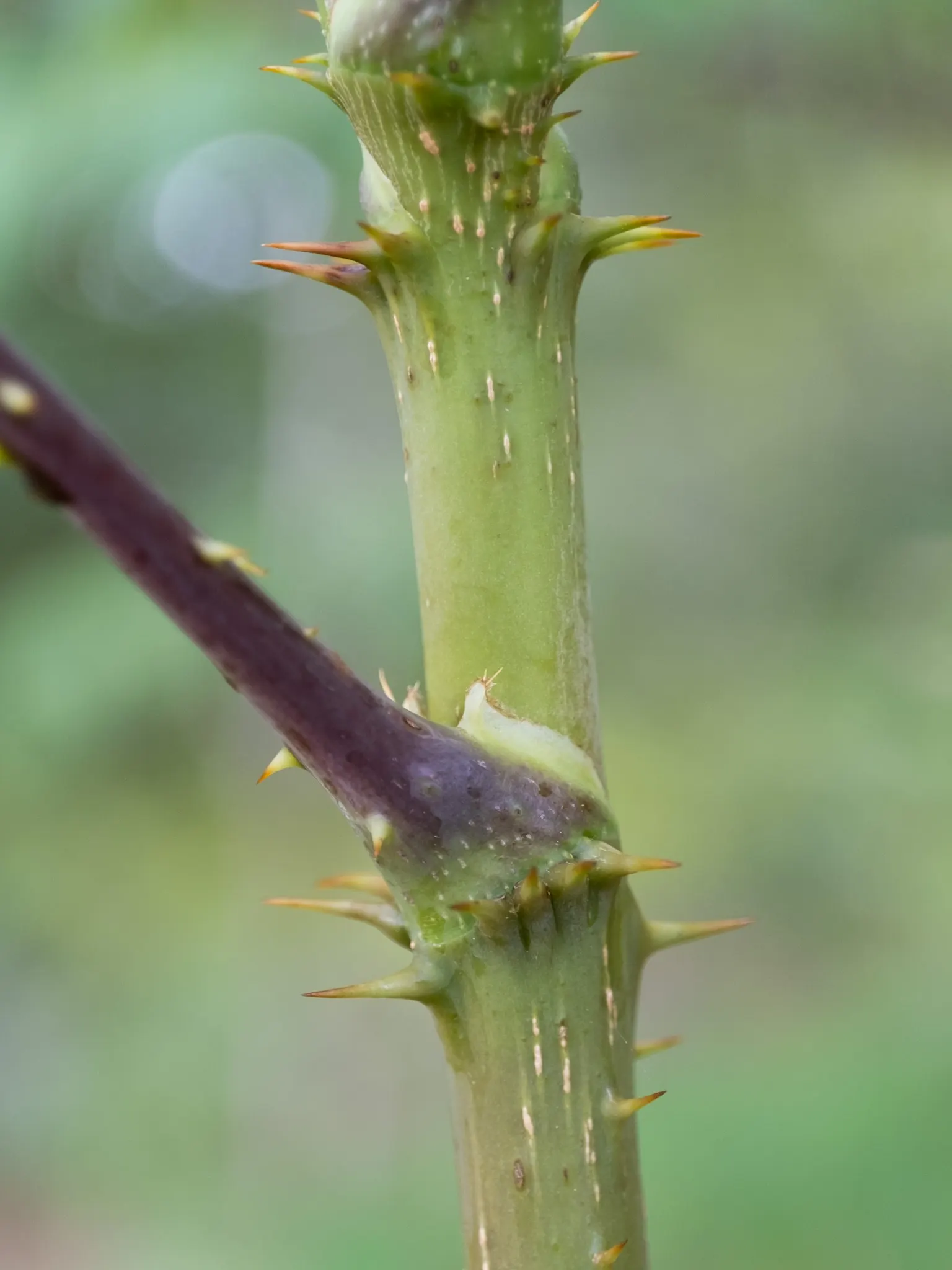 Devil's Walking Stick (Aralia Spinosa) — fertile ground with adequate drainage and partial to full sun exposure