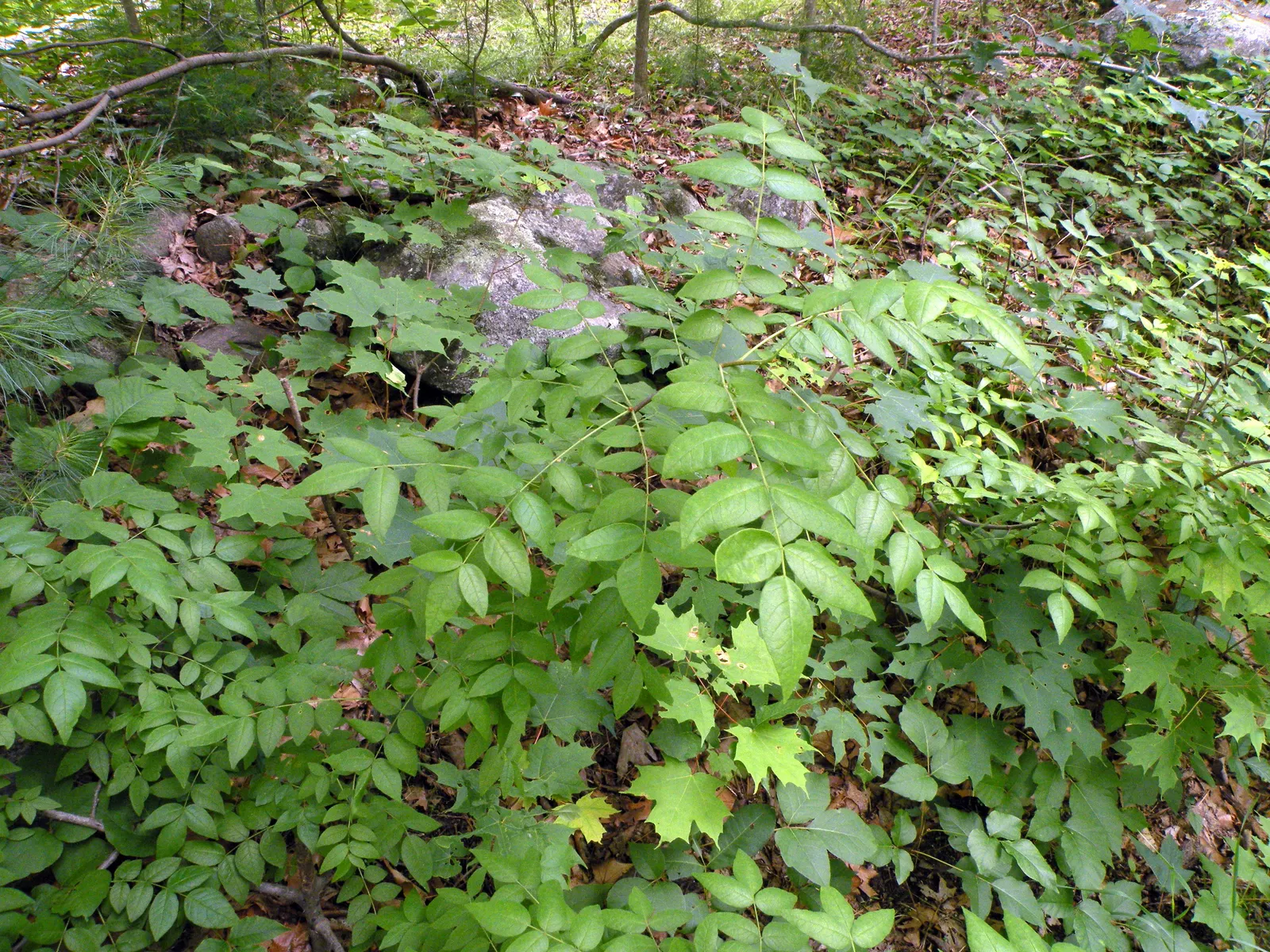 Devil's Walking Stick (Aralia Spinosa) — with a potential to tower up to 35 feet under optimal conditions; typically reaching heights of 10 to 20 feet