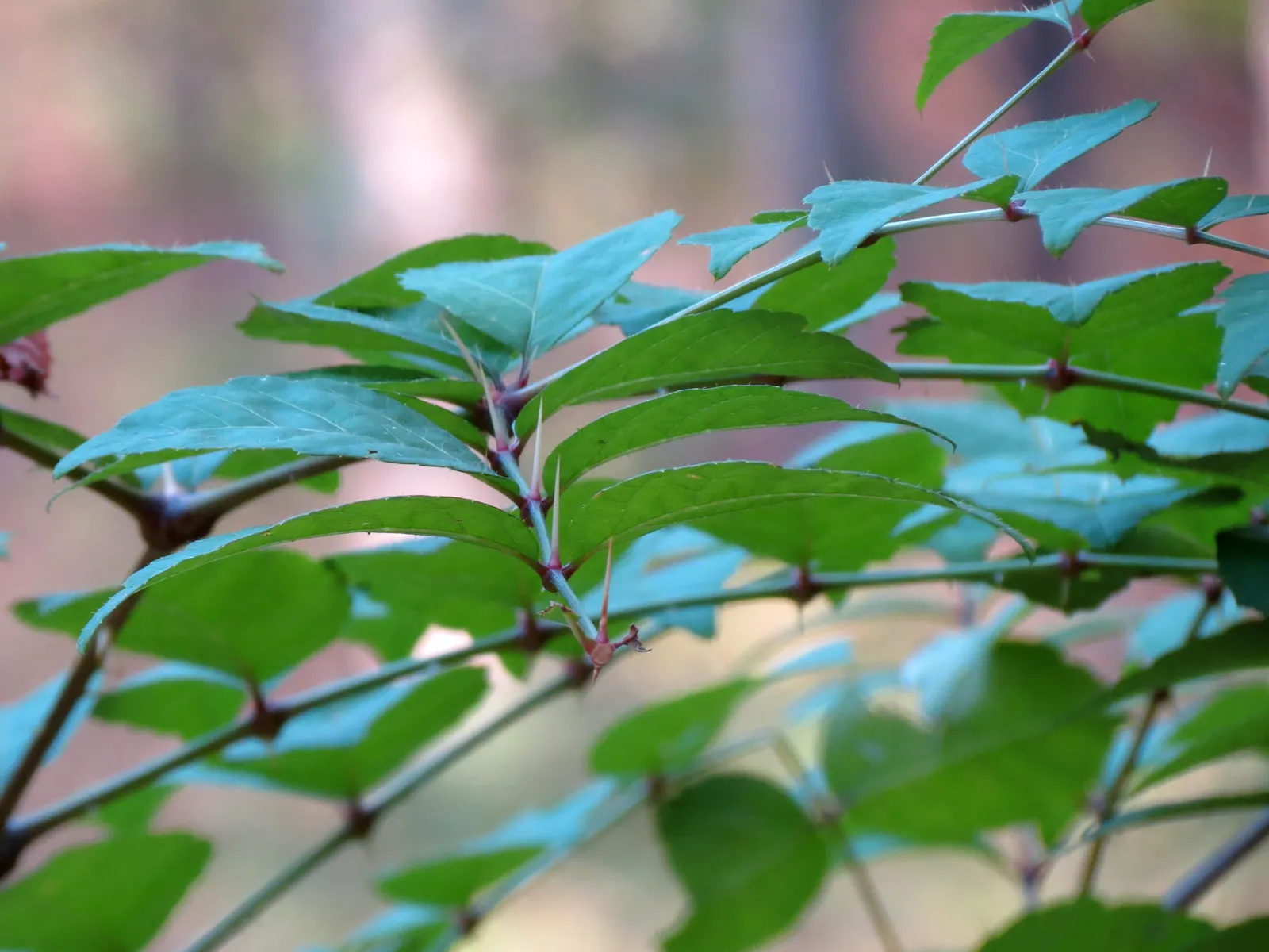 Devil's Walking Stick (Aralia Spinosa) — Typically reaching heights of 10 to 20 feet; devil's Walking Stick (Aralia spinosa) is a striking deciduous shrub or