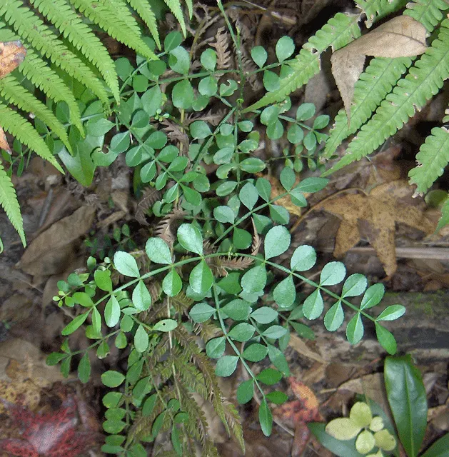 Devil's Walking Stick (Aralia Spinosa) — Known for its menacing thorns; umbrella-like clusters of small white flowers