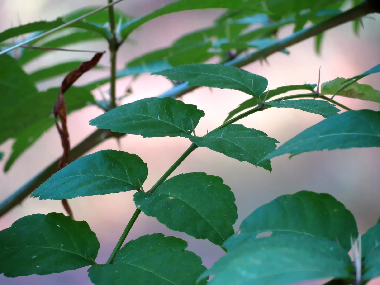 Devil's Walking Stick (Aralia Spinosa) — Thrives in well-drained soils with partial to full sun; offers dramatic texture and height, ideal as a focal point or
