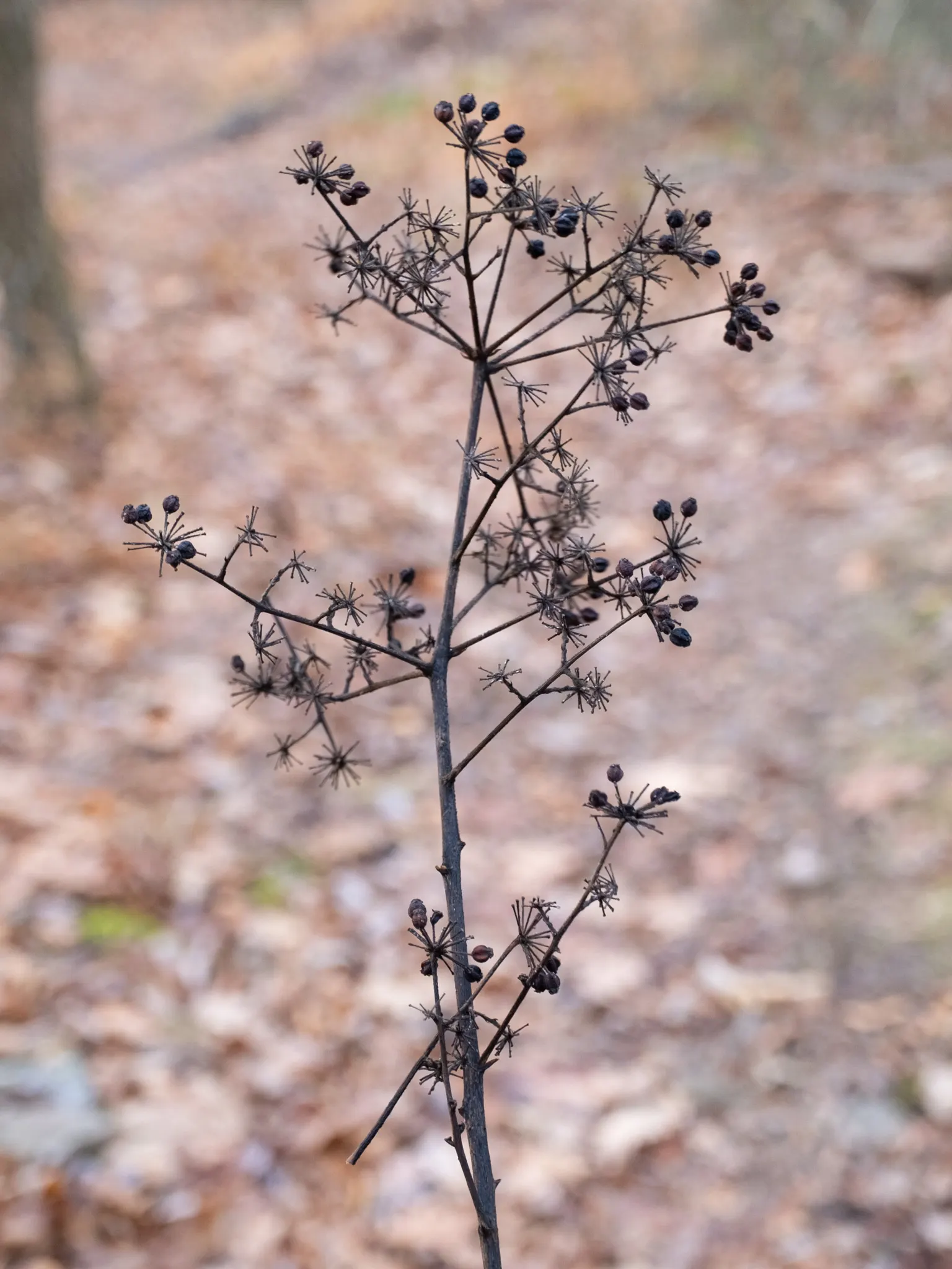Devil's Walking Stick (Aralia Spinosa) — Aralia spinosa thrives in a variety of soil types; the Devil's Walking Stick impresses with large compound leaves