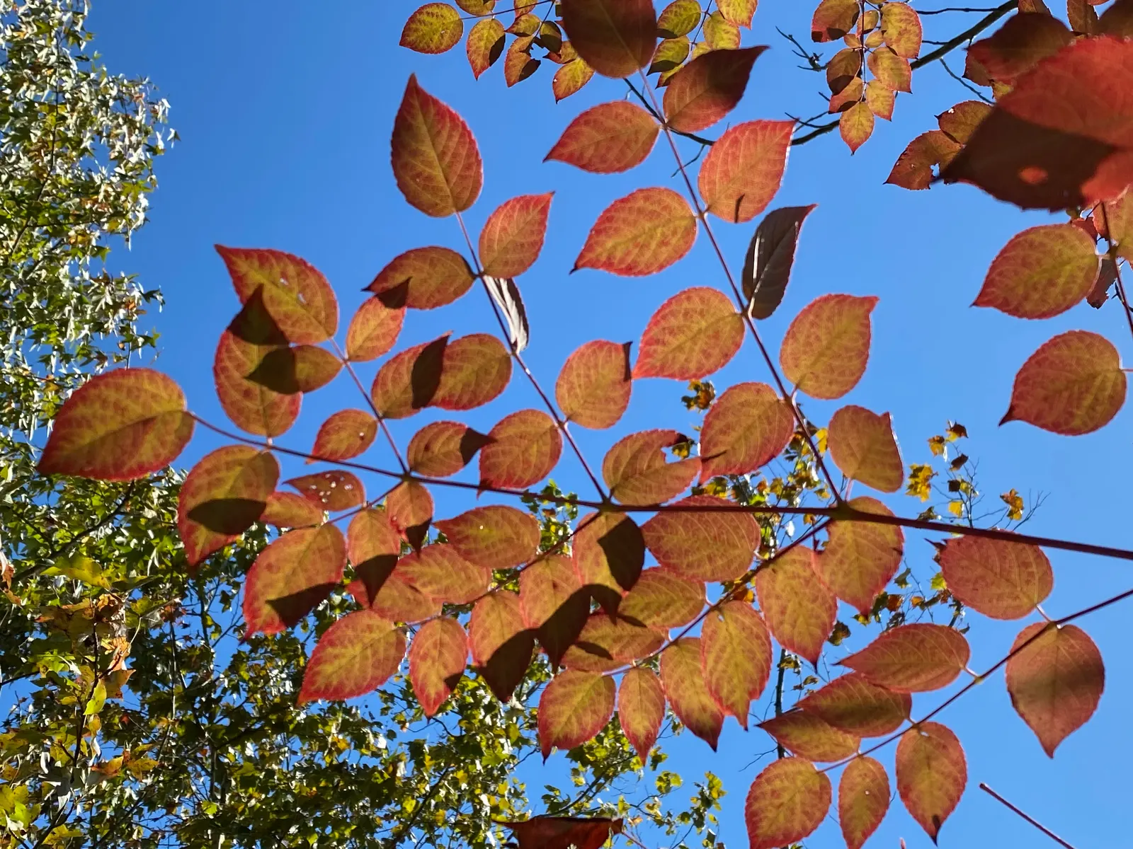 Devil's Walking Stick (Aralia Spinosa) — shrub with white blooms; which can span an astounding 2 to 4 feet in length
