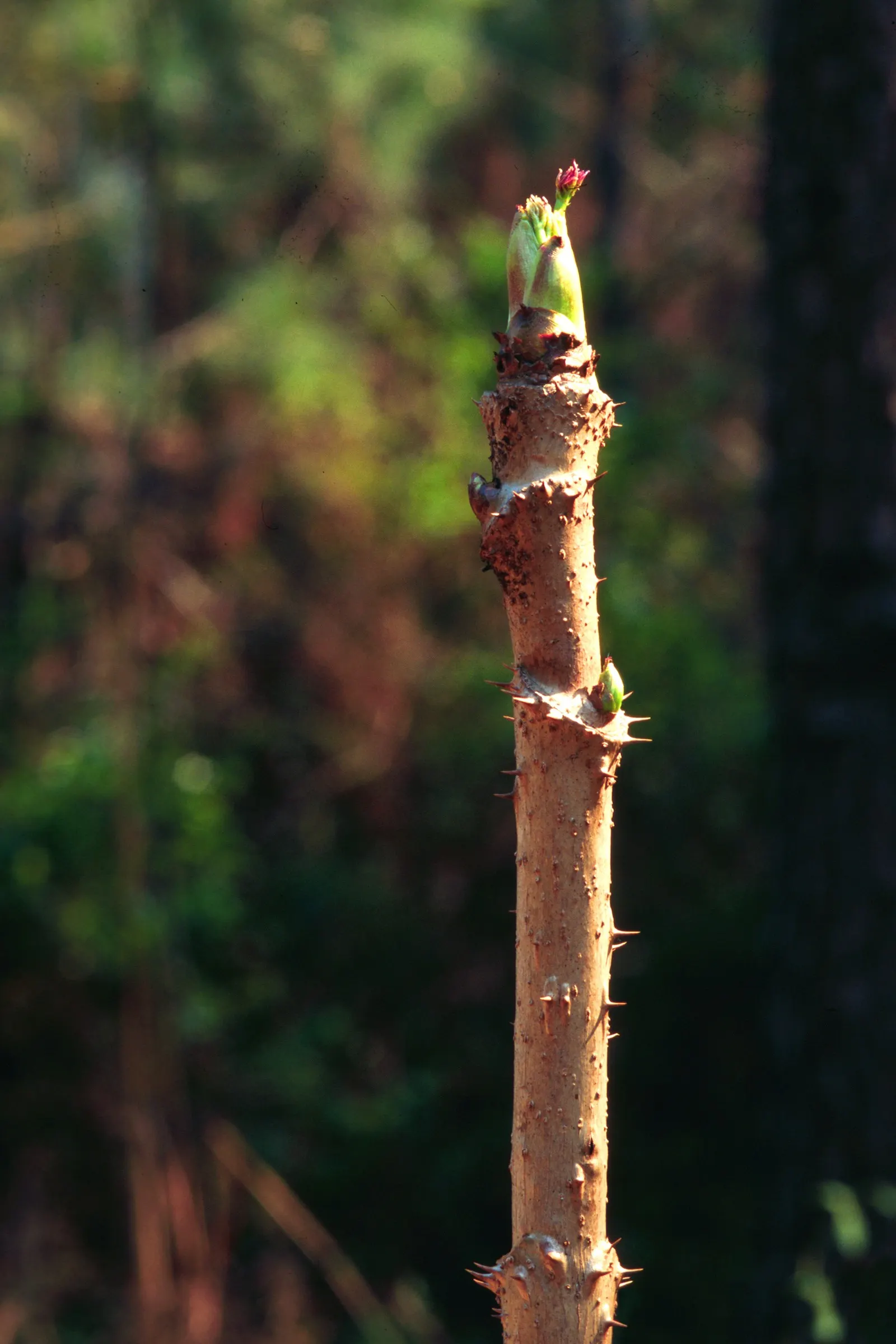 Devil's Walking Stick (Aralia Spinosa) — each extending 2 to 3 feet wide