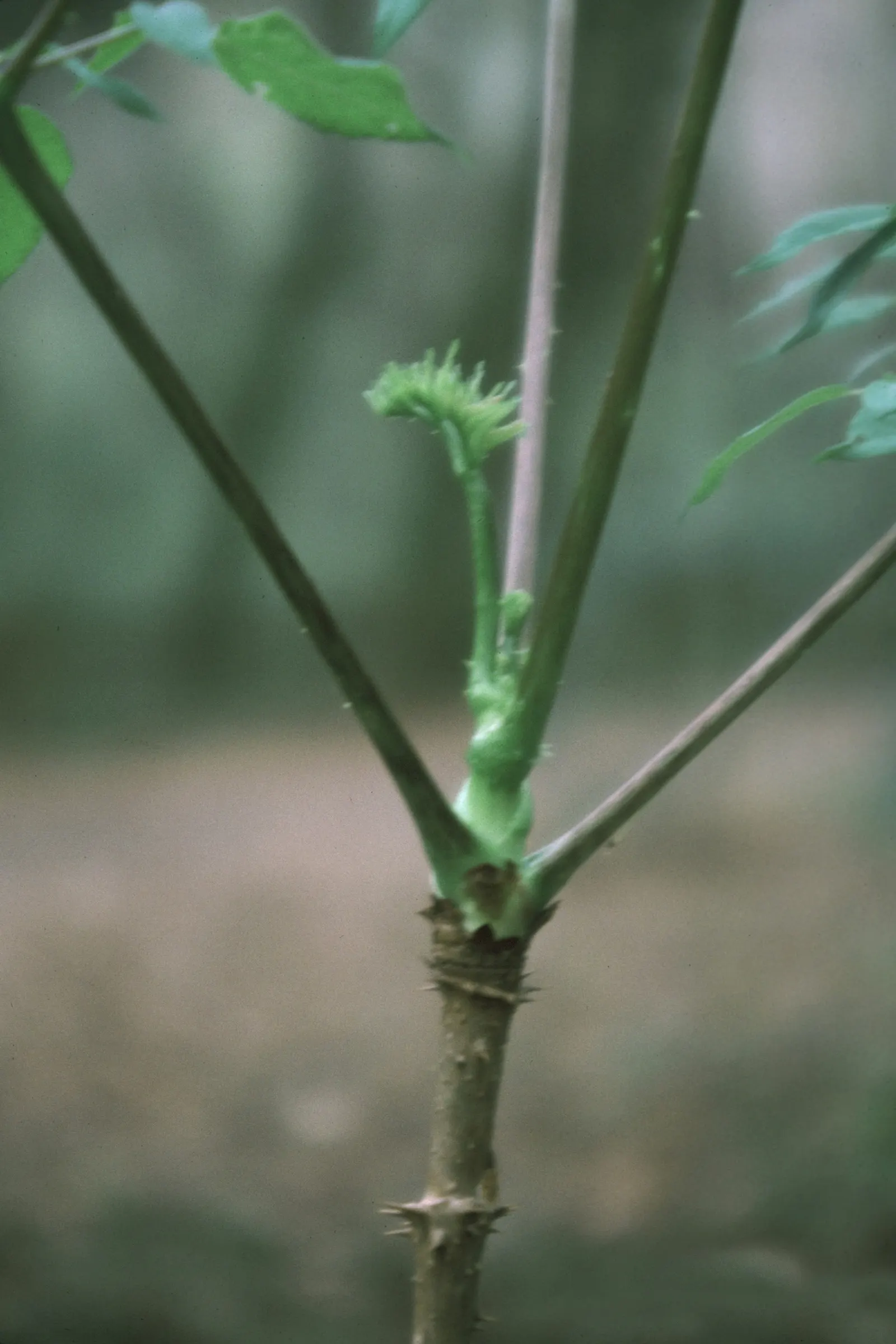Devil's Walking Stick (Aralia Spinosa) — although its formidable spiny stems necessitate strategic placement