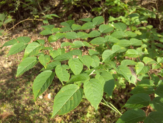 Devil's Walking Stick (Aralia Spinosa) — bloom and attract pollinators