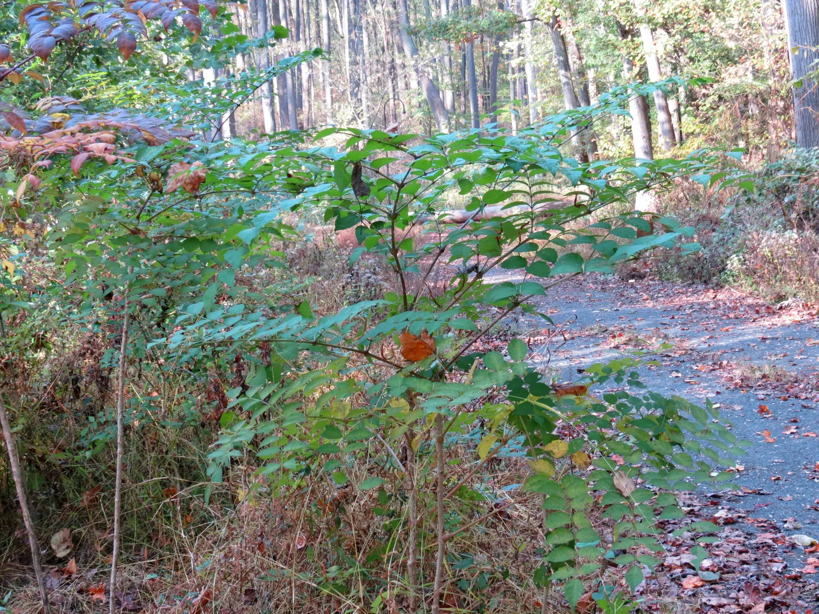 Devil's Walking Stick (Aralia Spinosa) — Devil's Walking Stick (Aralia spinosa) is a striking deciduous shrub or small tree