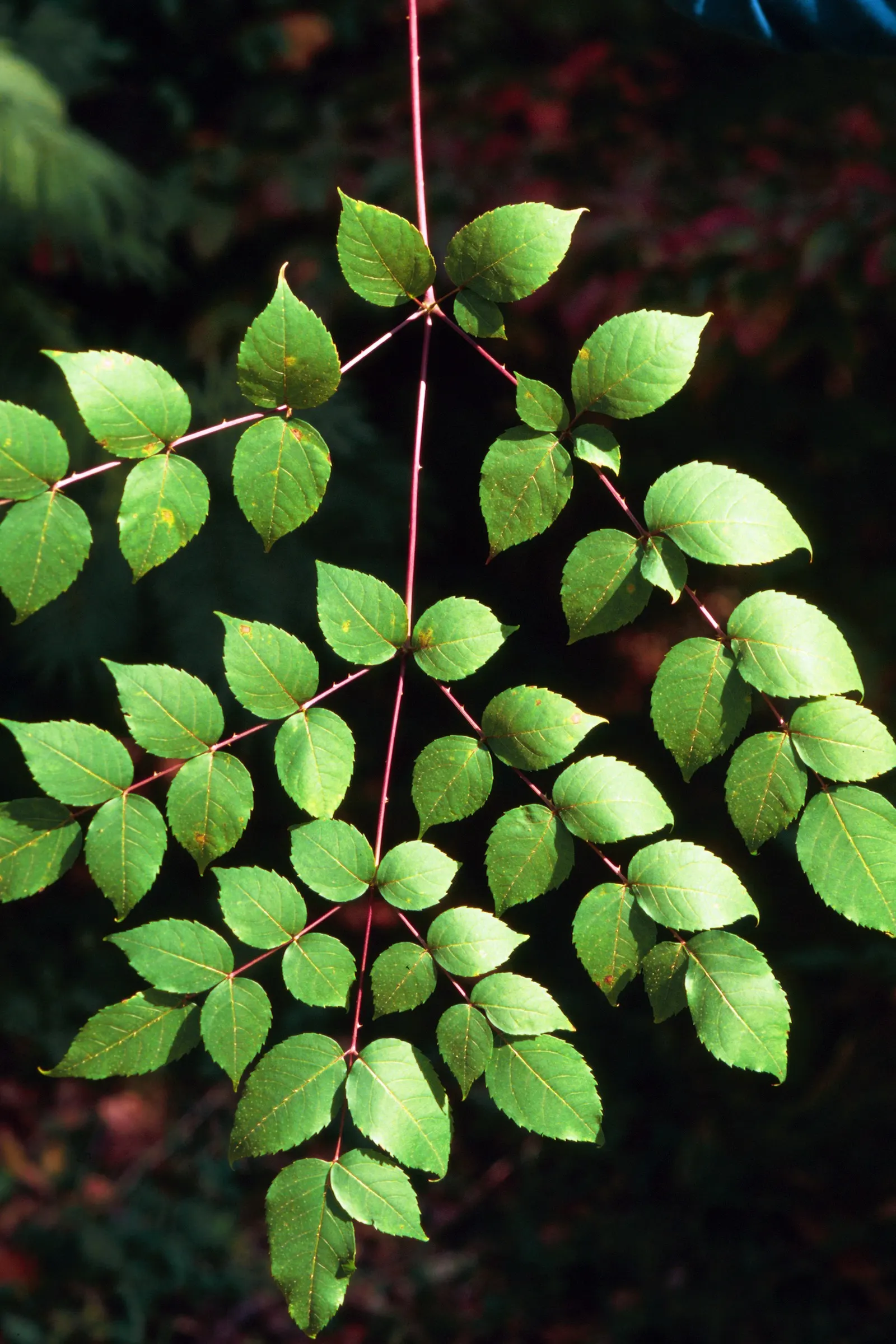 Devil's Walking Stick (Aralia Spinosa) — is a formidable and striking specimen renowned for its commanding presence