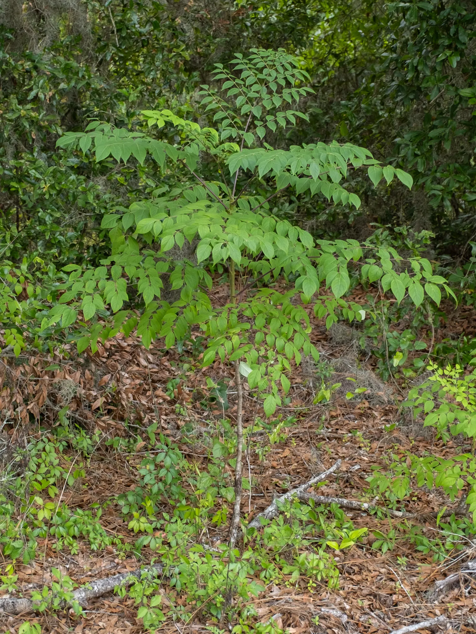 Devil's Walking Stick (Aralia Spinosa) — reaching up to 15-25 feet tall; fertile ground with adequate drainage and partial to full sun exposure, image 54