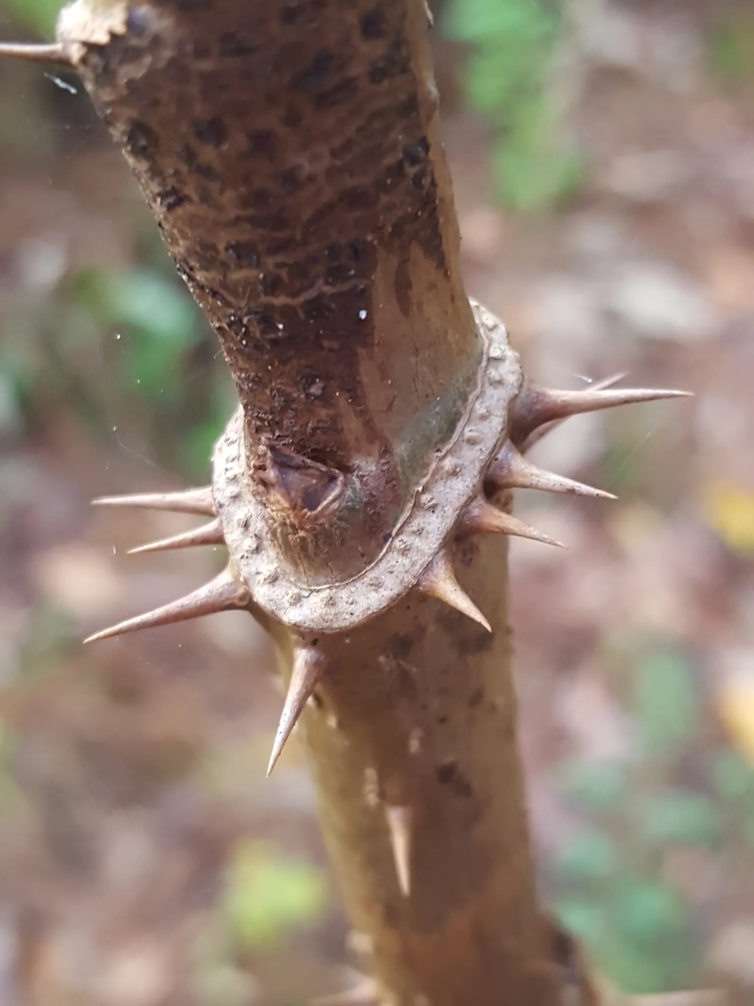 Devil's Walking Stick (Aralia Spinosa) — preferably away from high-traffic pedestrian areas.<br><br>In late summer; exotic look to the landscape