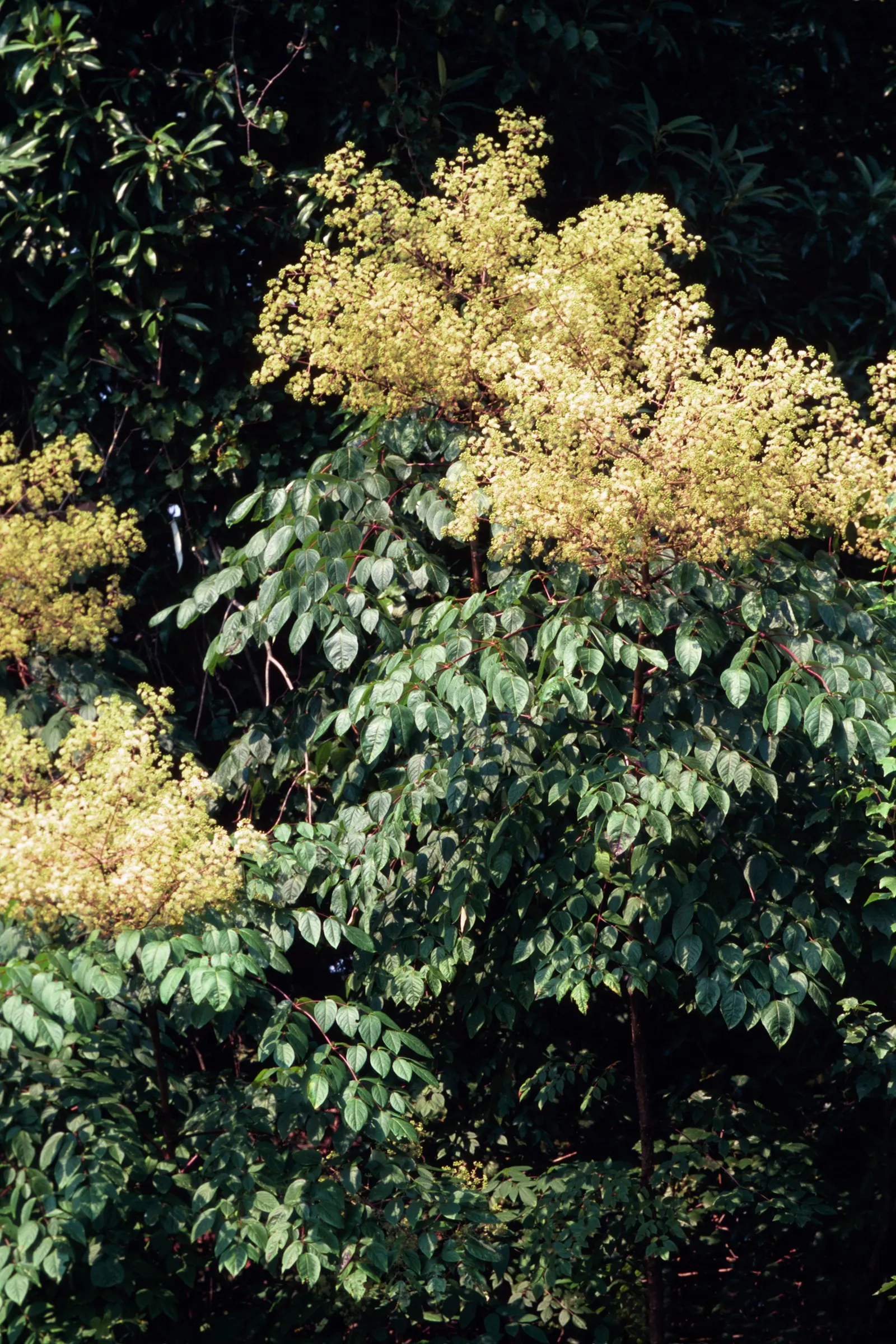 Devil's Walking Stick (Aralia Spinosa) — with a potential to tower up to 35 feet under optimal conditions