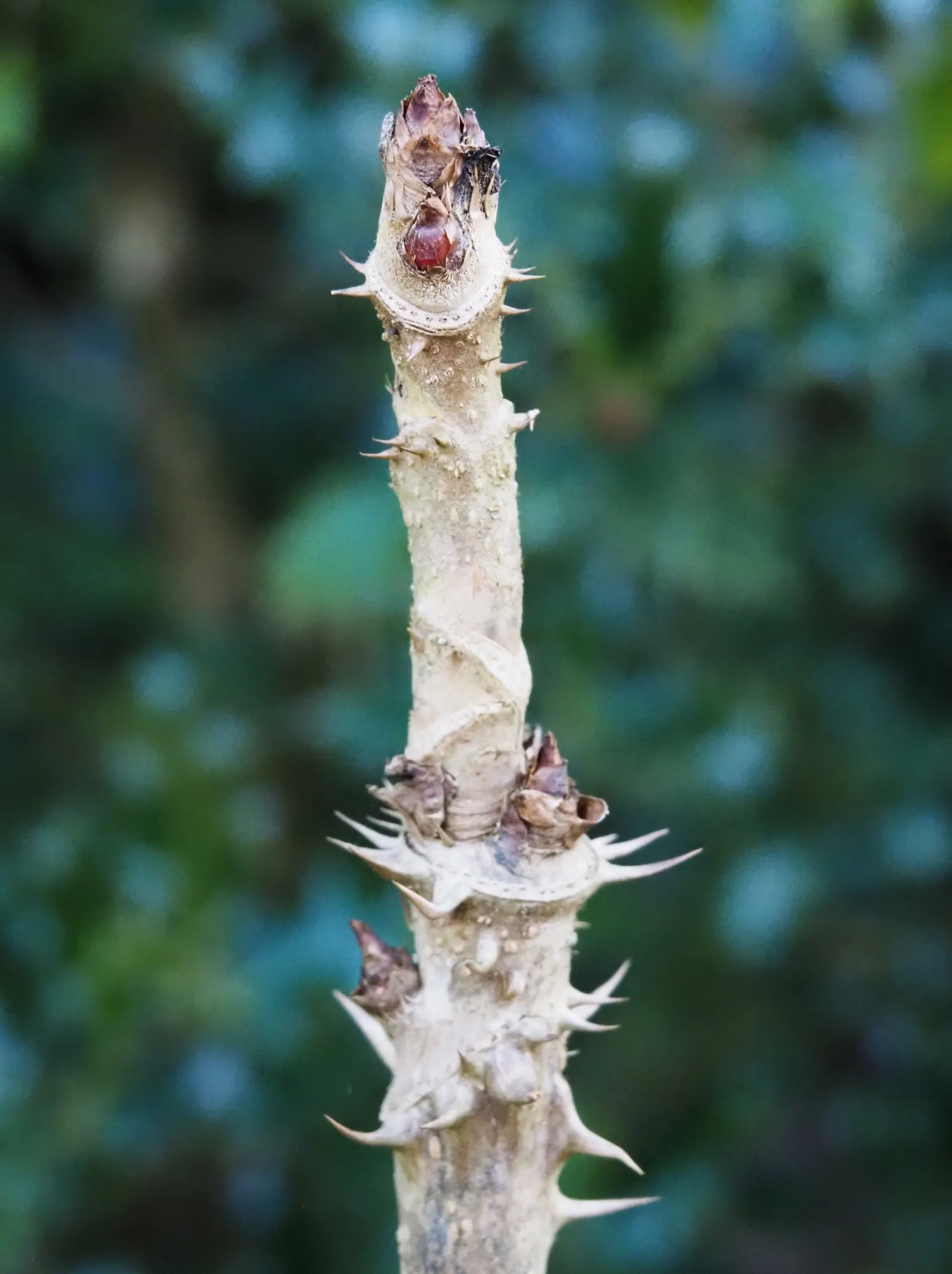 Devil's Walking Stick (Aralia Spinosa) — and airy clusters of white flowers that turn into purplish-black berries; shrub with white blooms