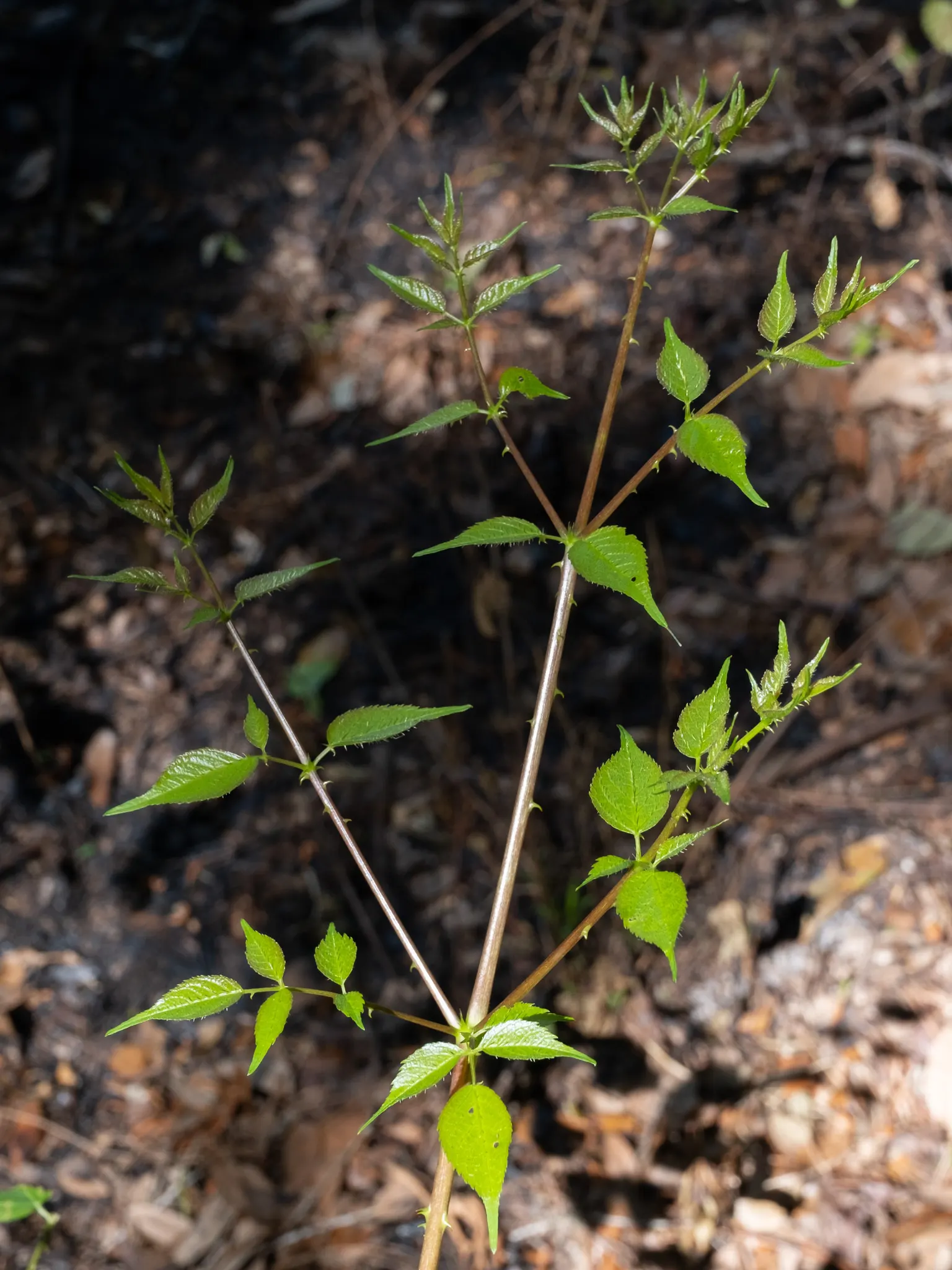 Devil's Walking Stick (Aralia Spinosa) — infusing landscapes with a touch of the wild and wonderful; reaching up to 15-25 feet tall