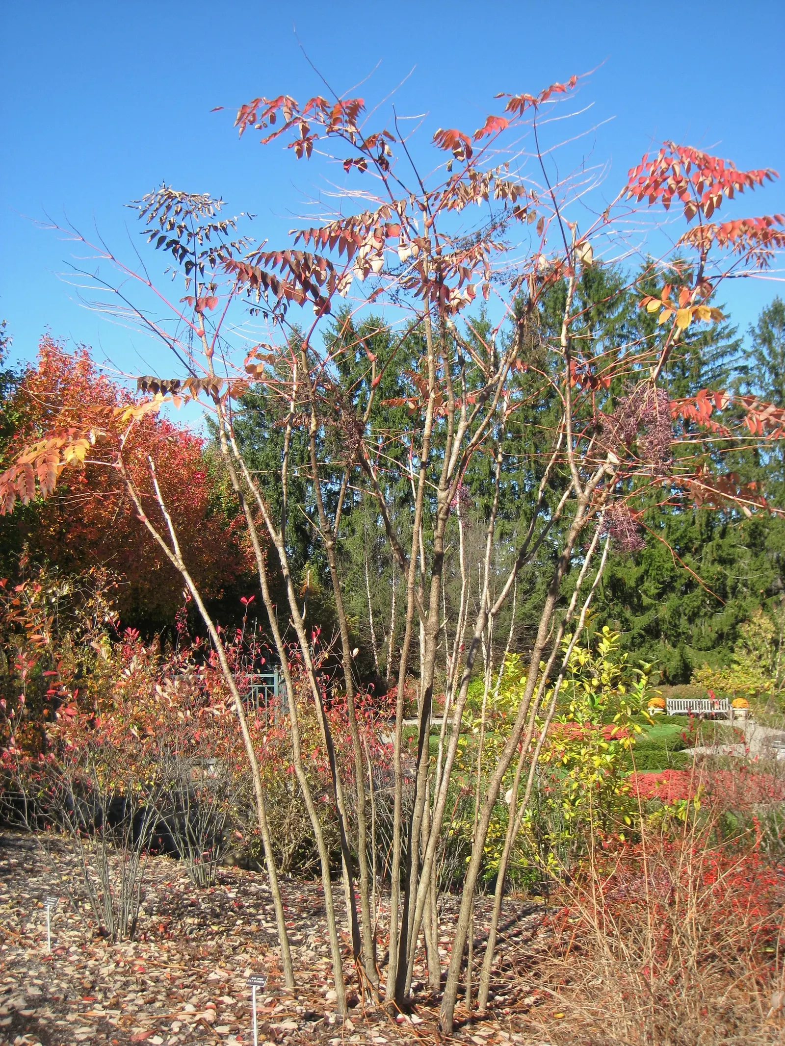 Devil's Walking Stick (Aralia Spinosa) — shrub for full or half; infusing landscapes with a touch of the wild and wonderful