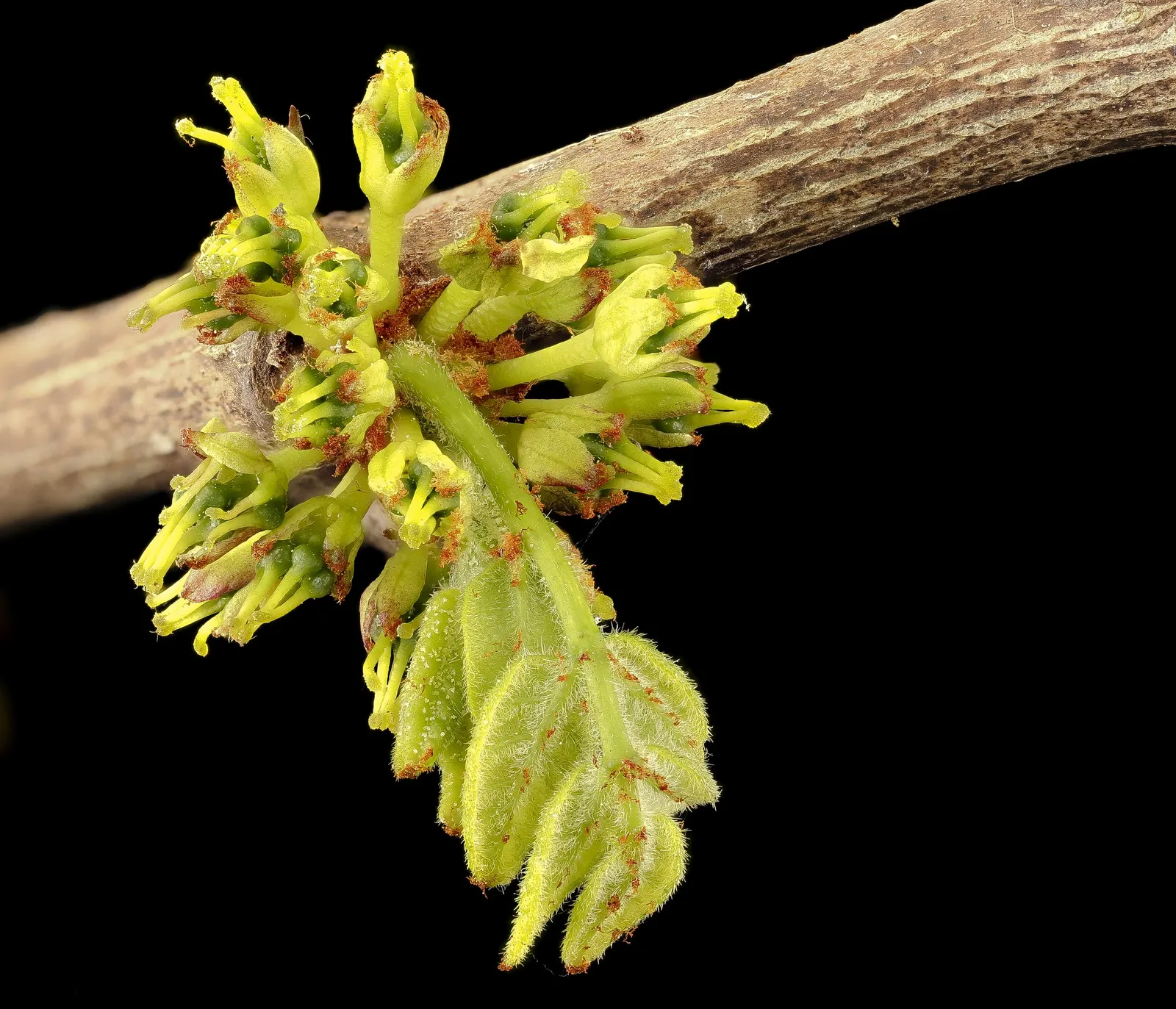 Devil's Walking Stick (Aralia Spinosa) — each extending 2 to 3 feet wide; shrub for full or half