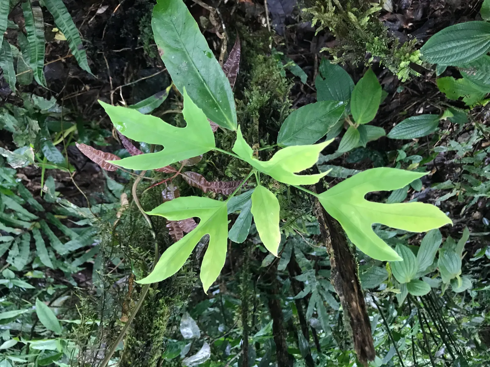 Devil's Walking Stick (Aralia Spinosa) — shrub for full or half