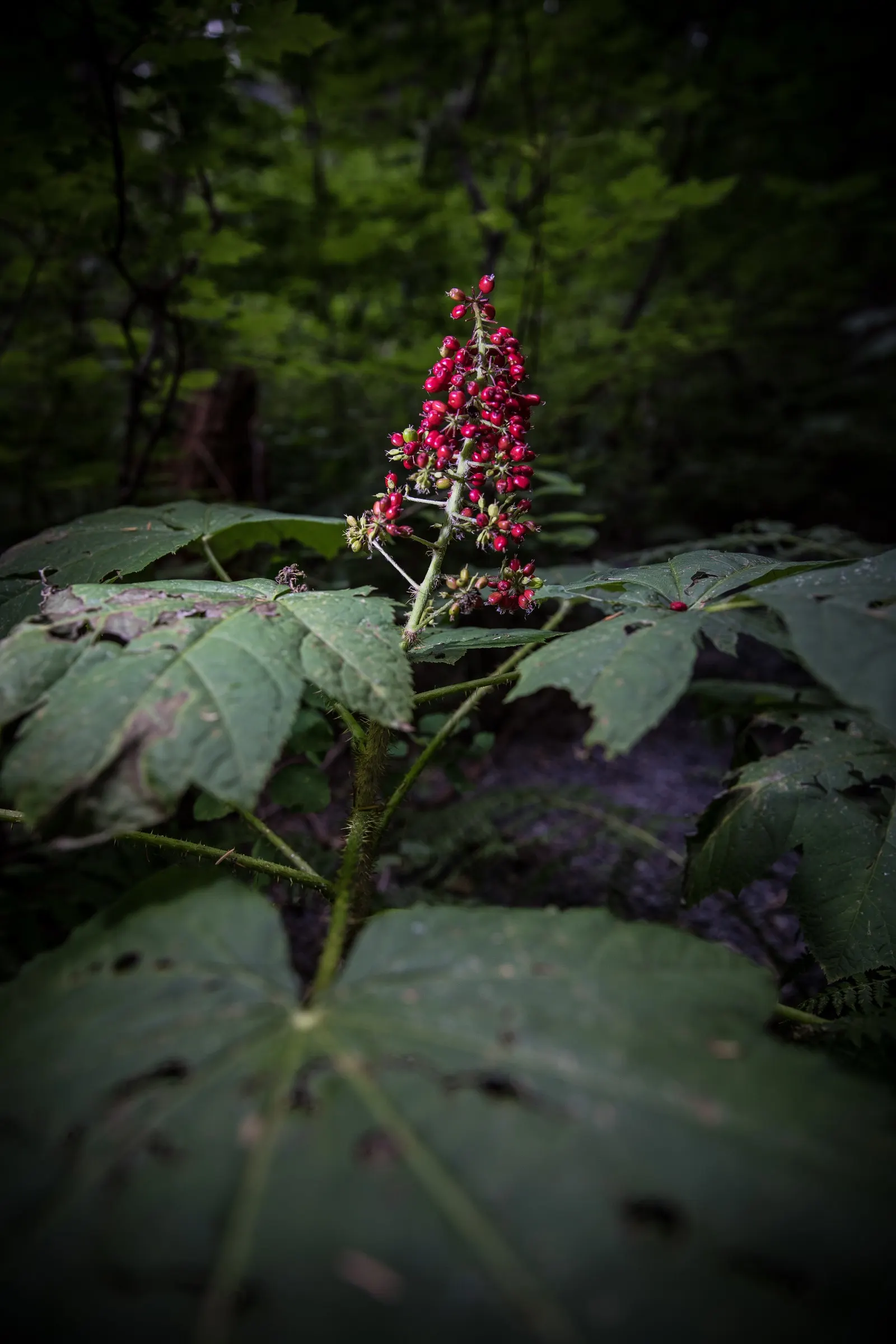 Devil's Walking Stick (Aralia Spinosa) — white flowers in the garden